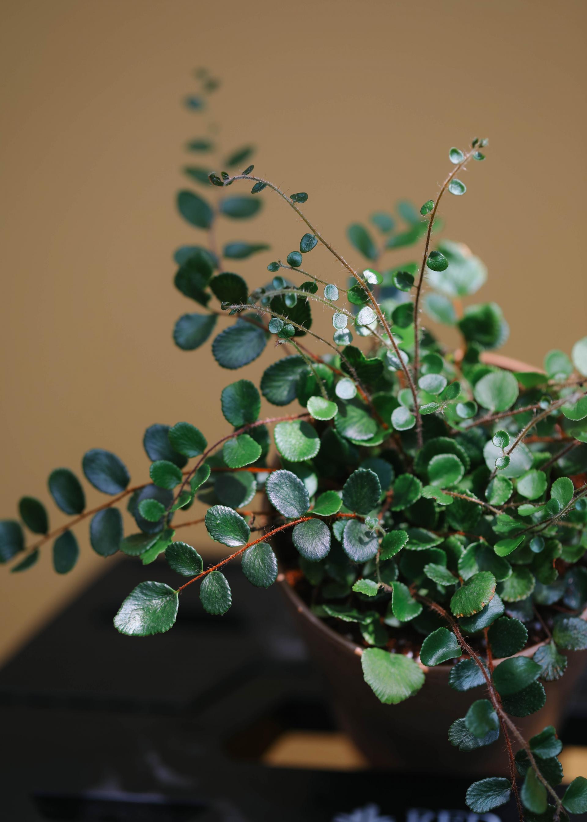 Pellaea rotundifolia (Button Fern) 펠리어 로툰디폴리아 (단추 고사리)