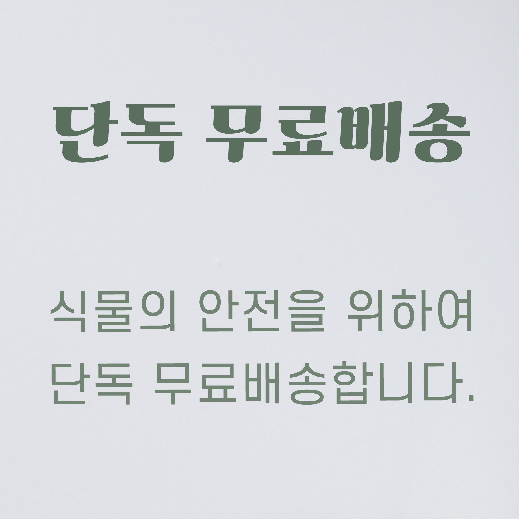 Phlegmariurus carinatus 석송 카리나투스 (플레그마리우러스)