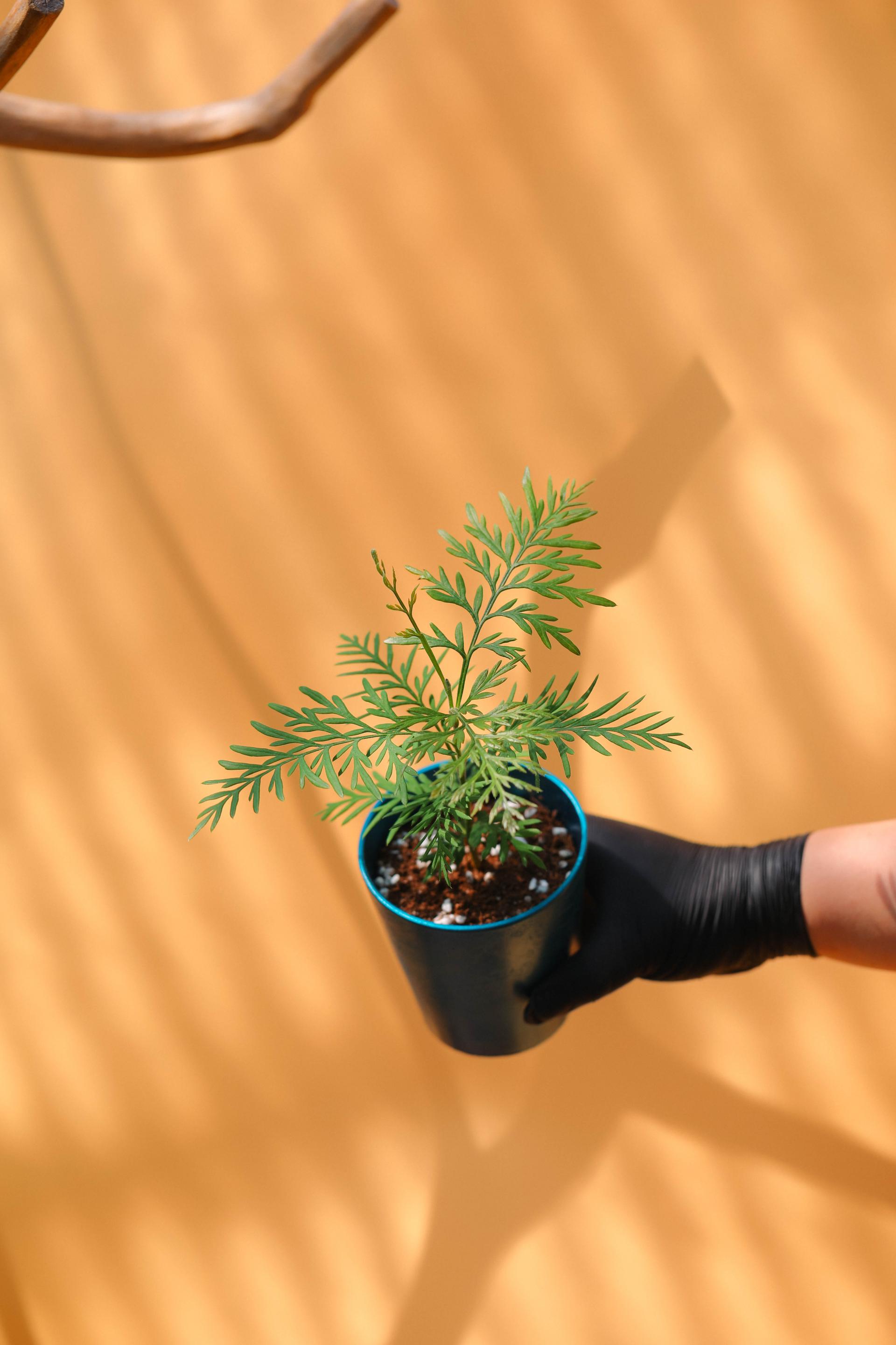 Grevillea robusta + Marble pot 그레빌레아 로부스타 + 마블팟