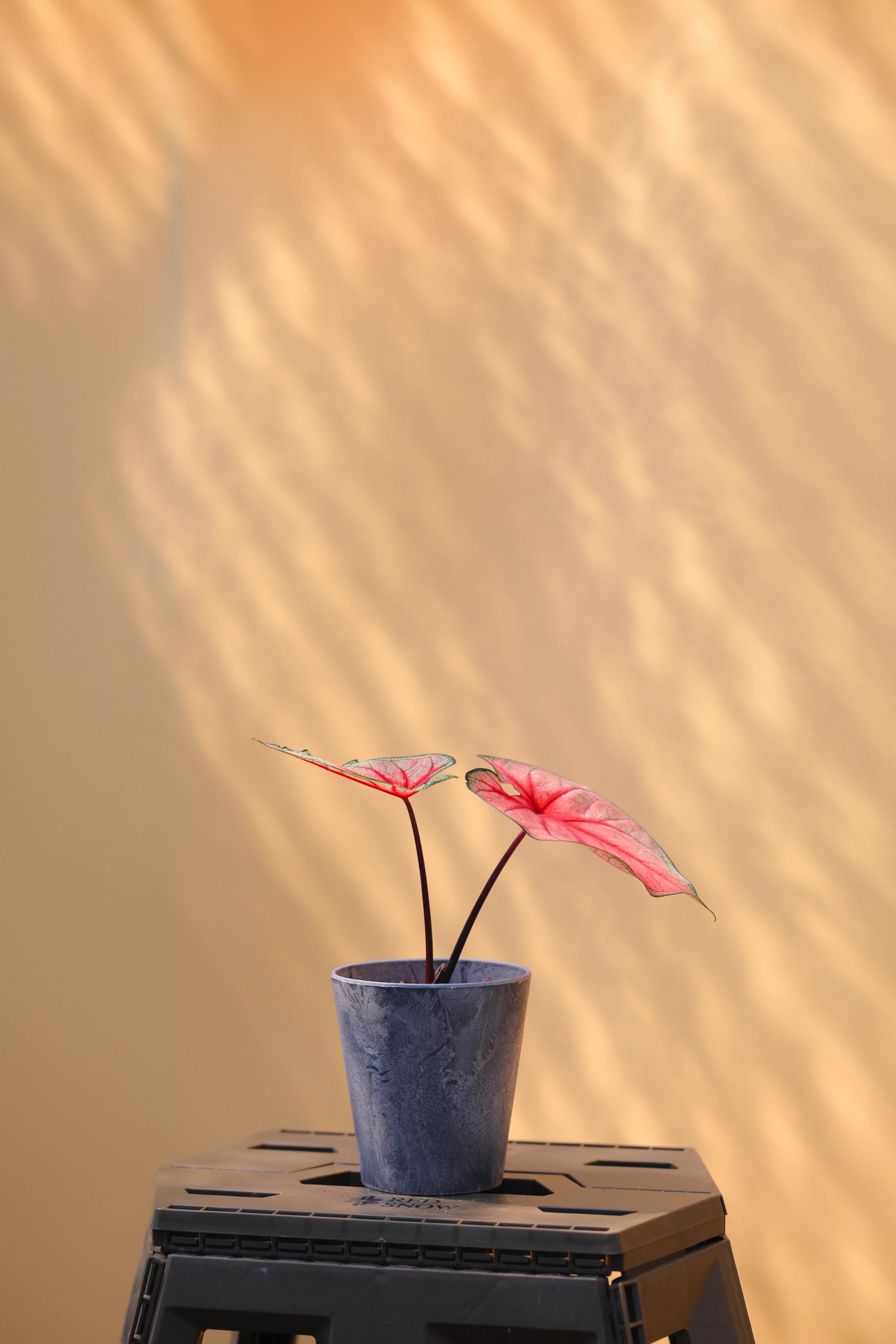 Caladium 'Radiance' 칼라디움 라디언스