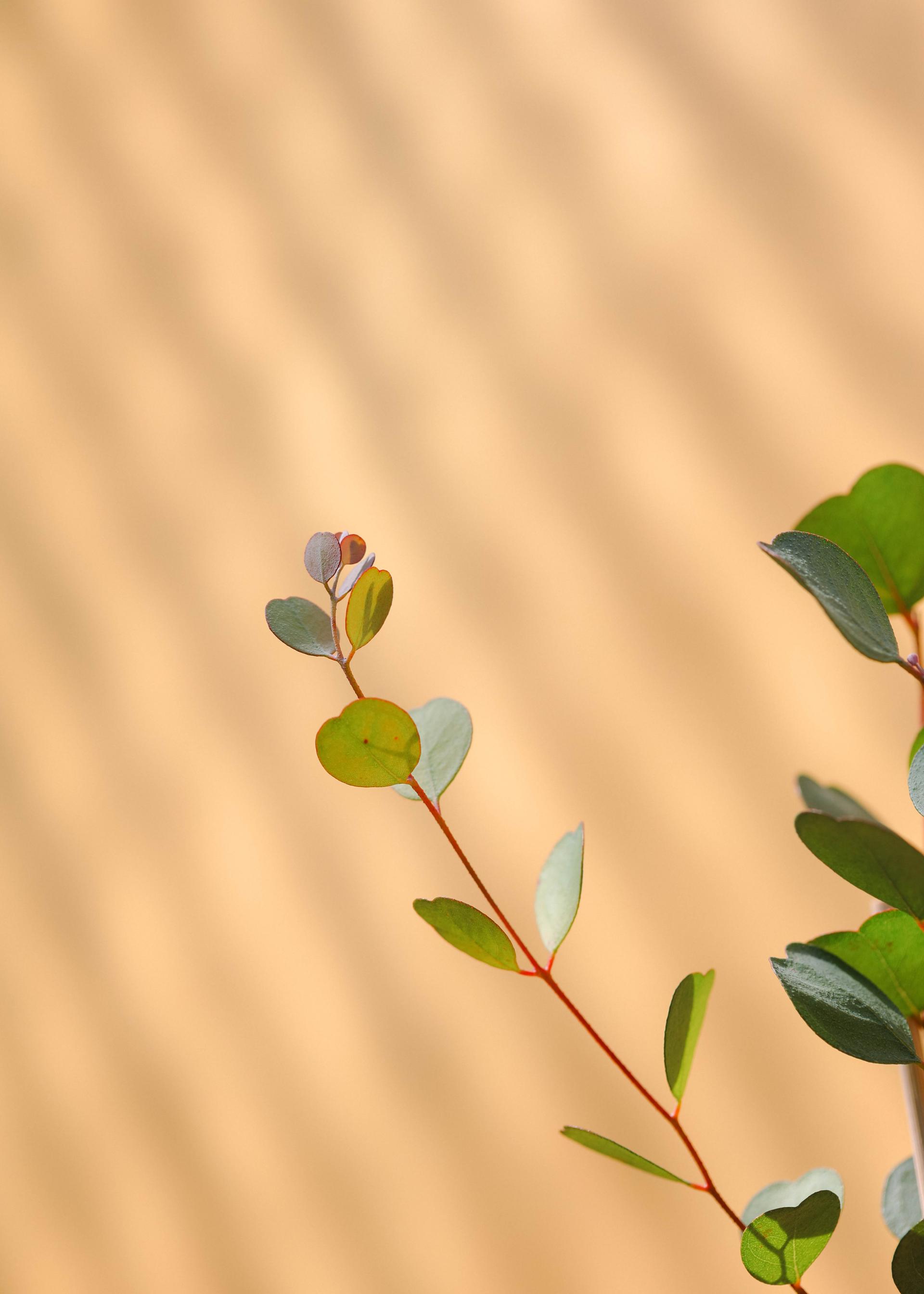 Eucalyptus websteriana 유칼립투스 웹스테리아나 준중품