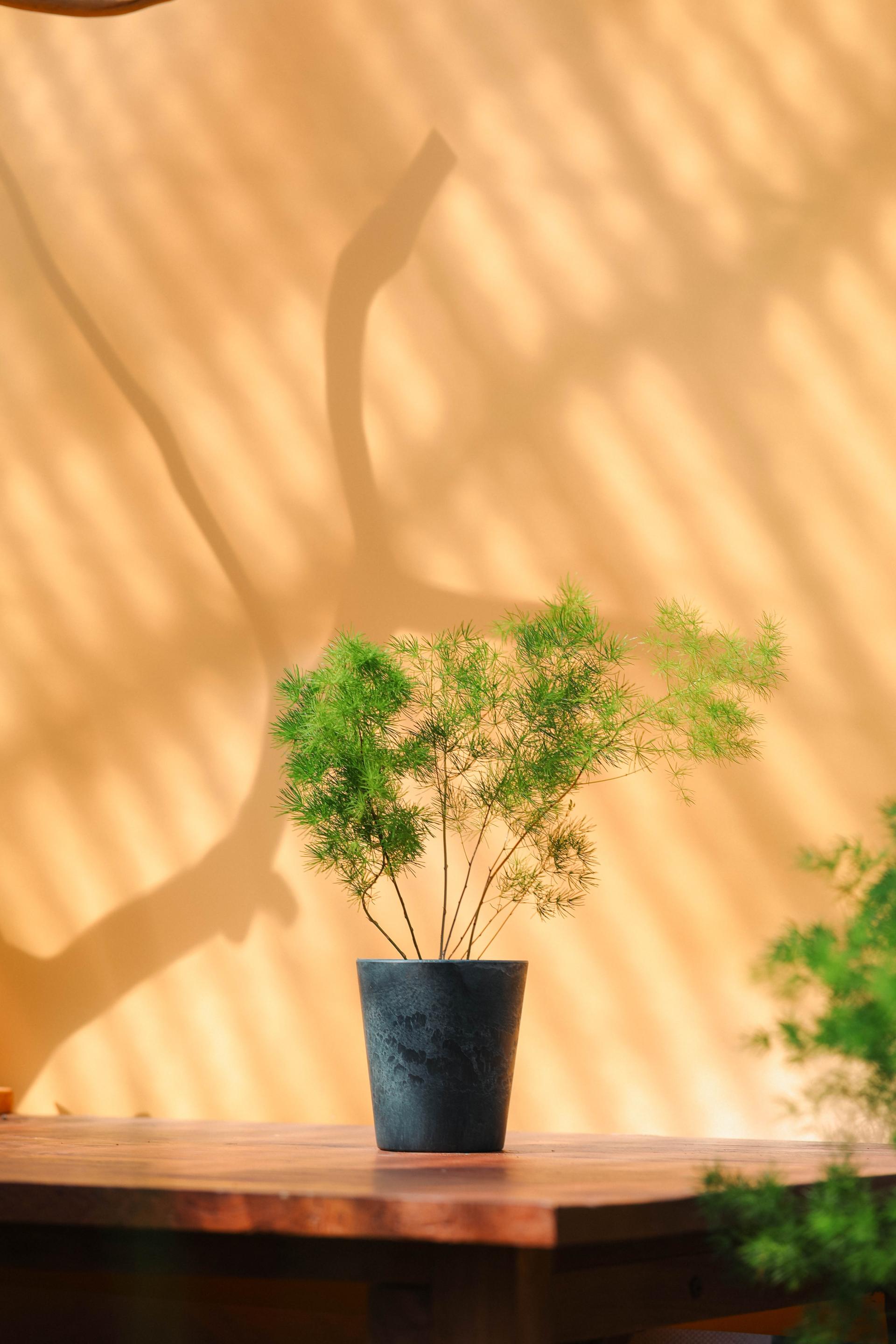 Asparagus myriocladus + Marble pot 아스파라거스 미리오클라두스 소품 + 마블팟