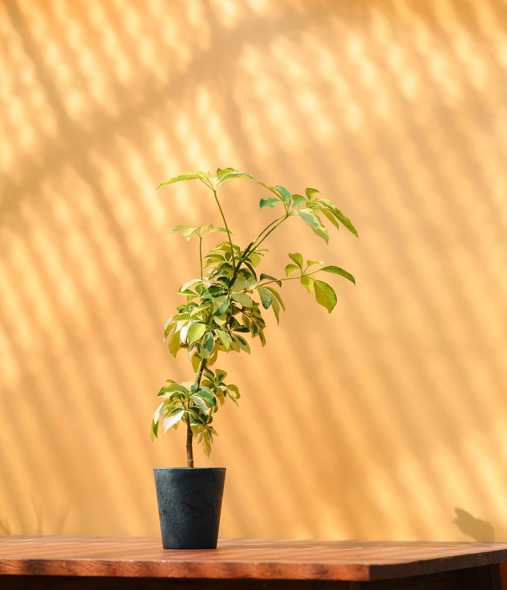 Schefflera arboricola dazzle + Navy marble pot 쉐프렐라 다즐 + 네이비 마블팟 복제