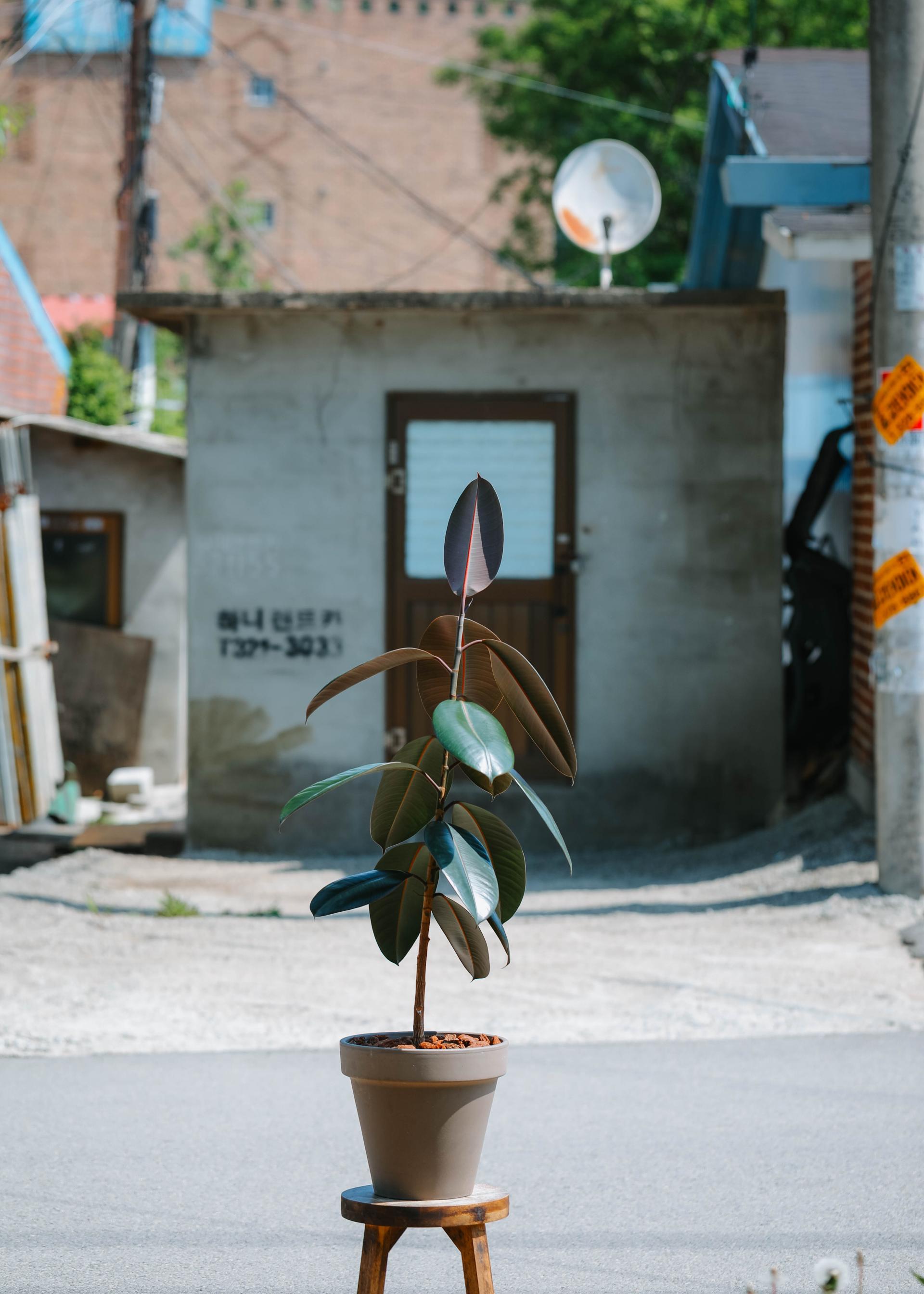 Ficus elastica 'Burgundy' + Mocha simple pot 휘커스 버건디 (버건디 고무나무) + 모카 심플팟