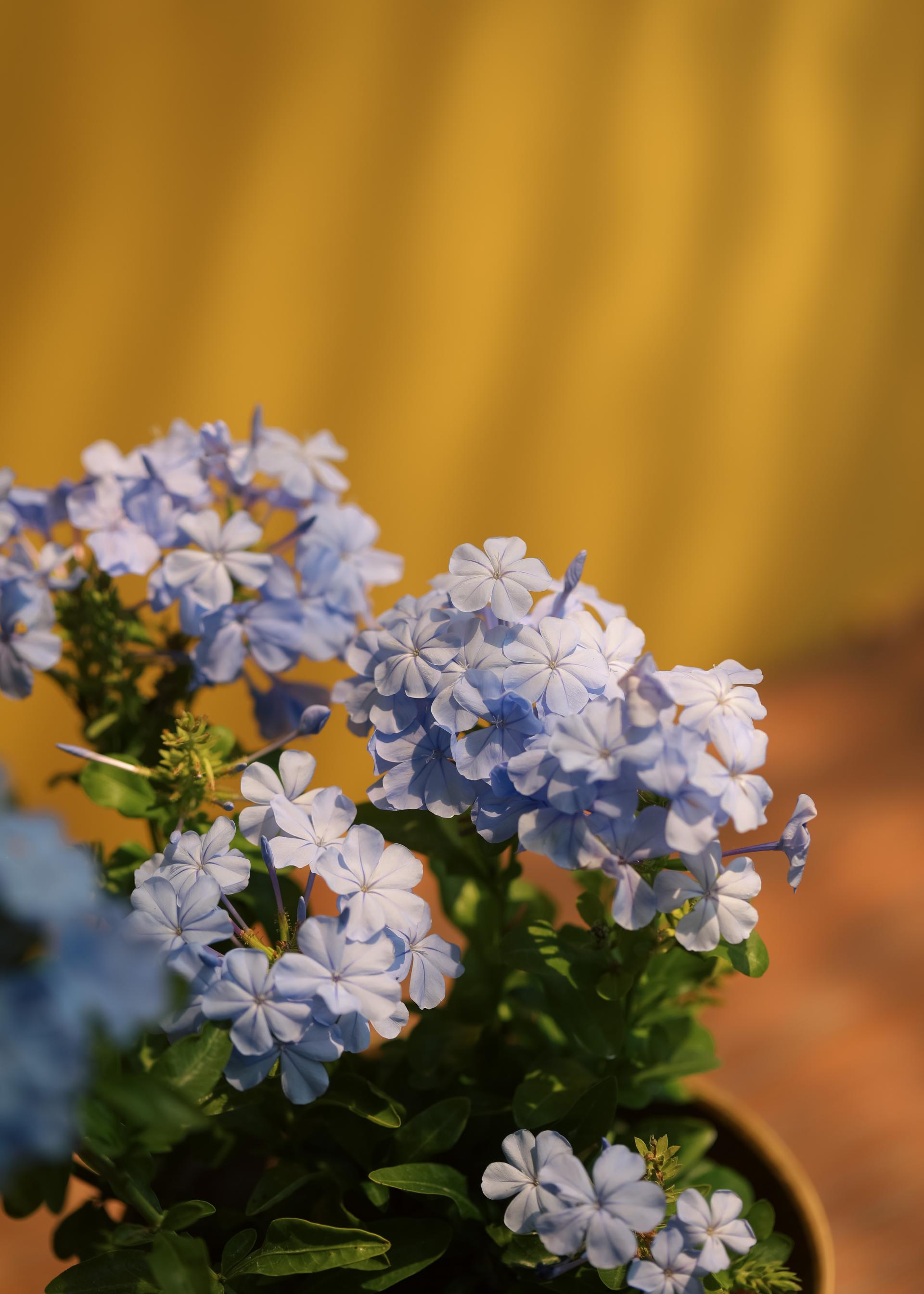Plumbago auriculata 플럼바고 아우리쿨라타 (블루 플럼바고) 중품