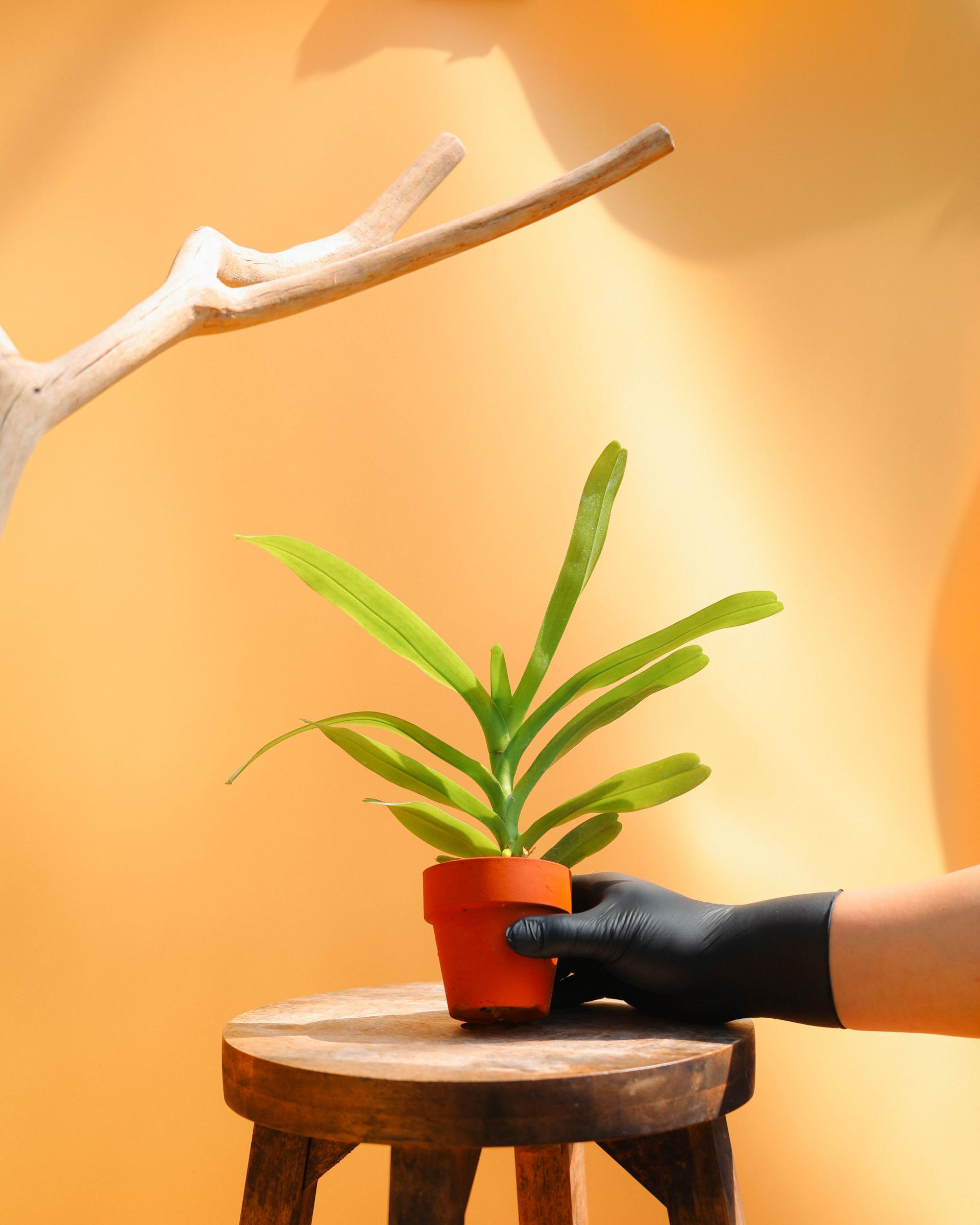 Aerides falcata alba 에리데스 팔카타 알바