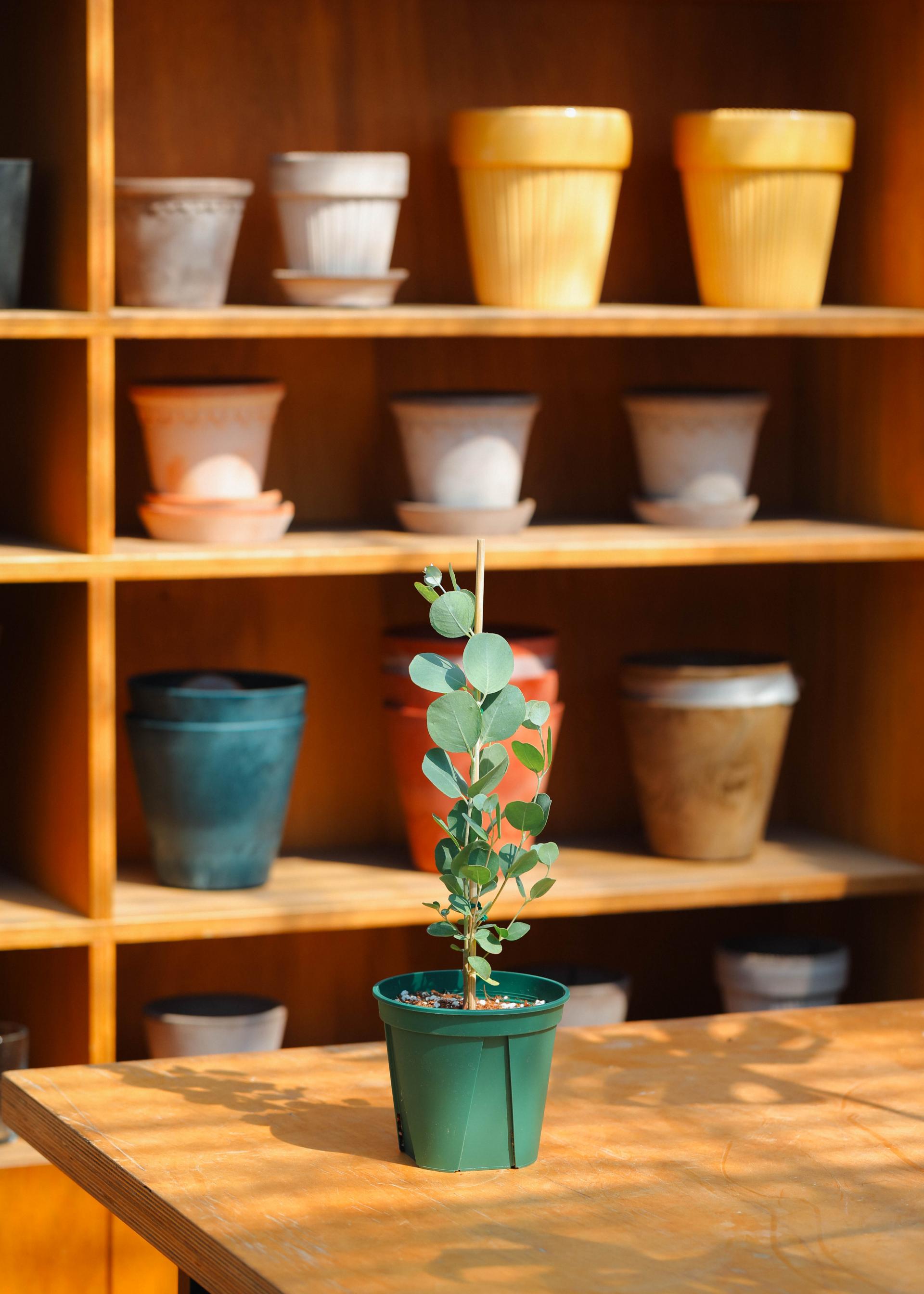 Eucalyptus orbifolia 유칼립투스 오르비폴리아 준중품