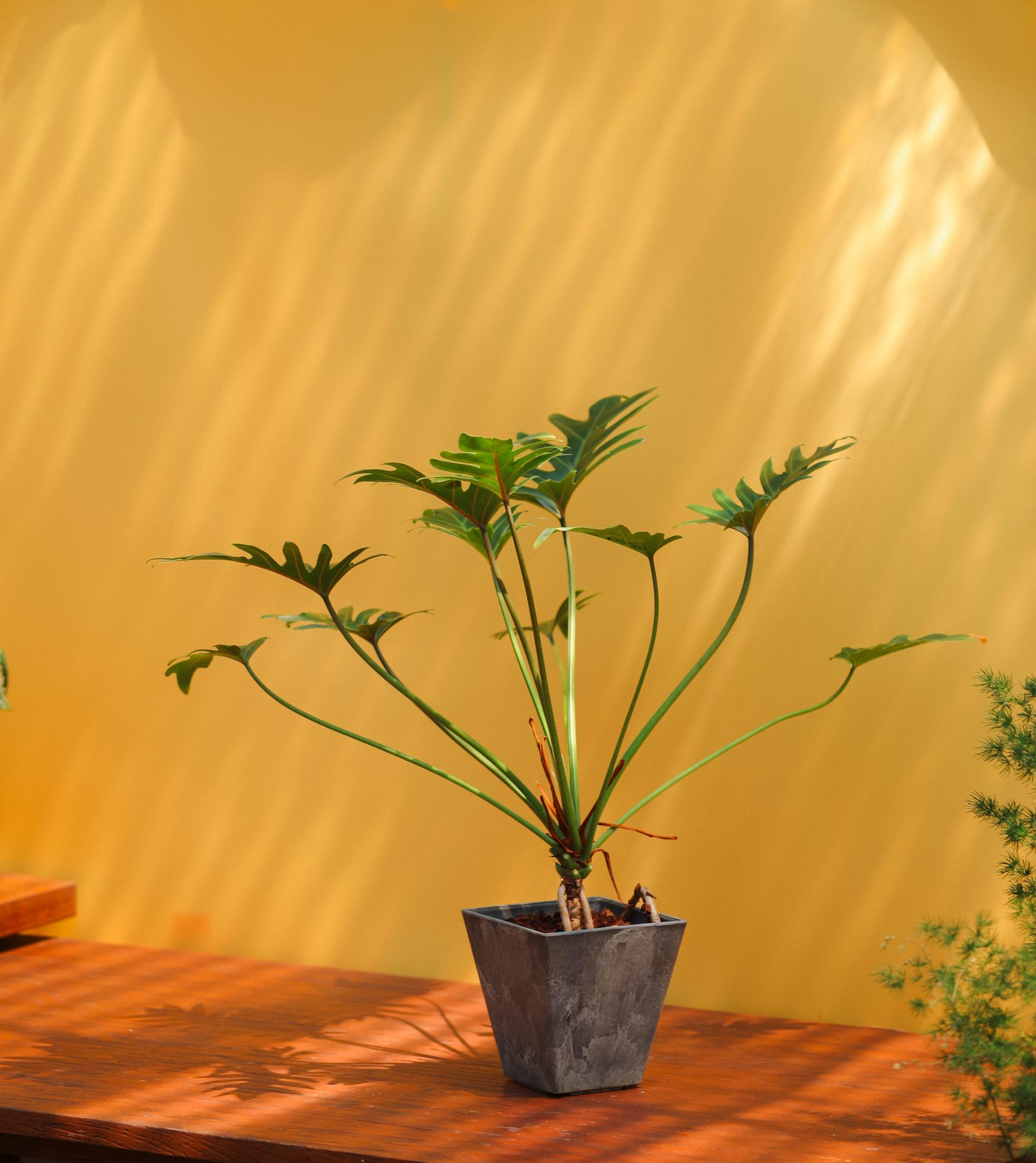 Thaumatophyllum xanadu + Gray square pot 타우마토필름 제나두 (제나두 셀렘) + 그레이 스퀘어팟