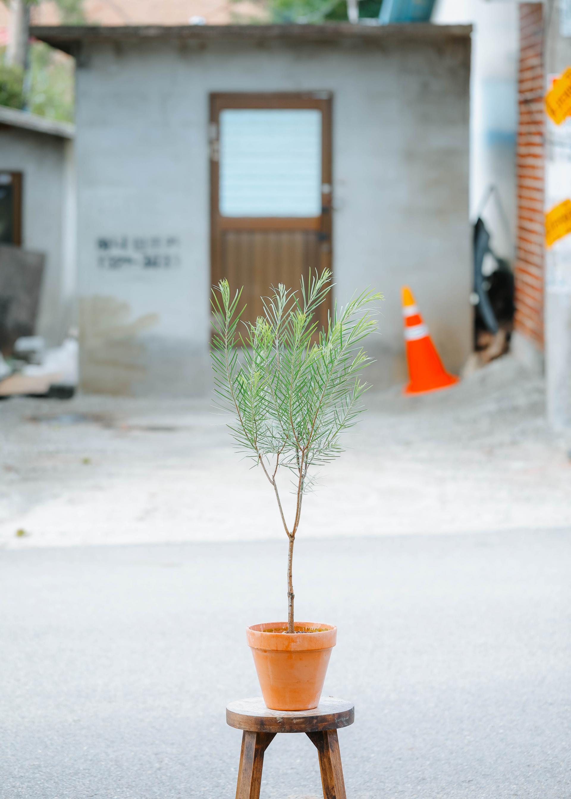 Acacia floribunda + Italy simple pot 아카시아 플로리번다 + 이태리 심플팟