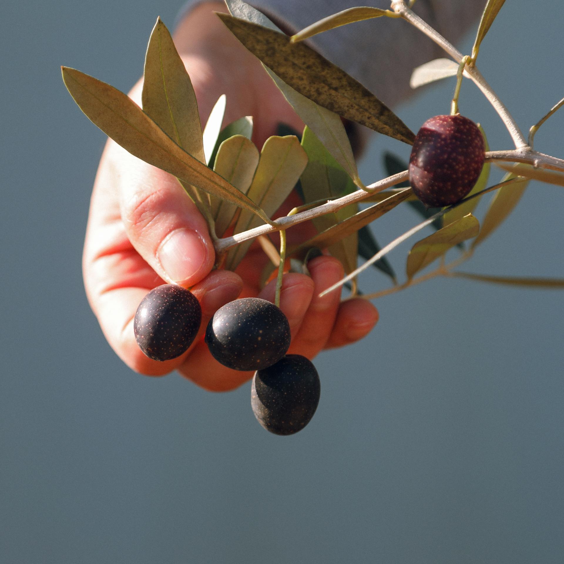 Olea europaea 'Mission olive' + Light gray pot 미션 올리브나무 + 라이트 그레이팟