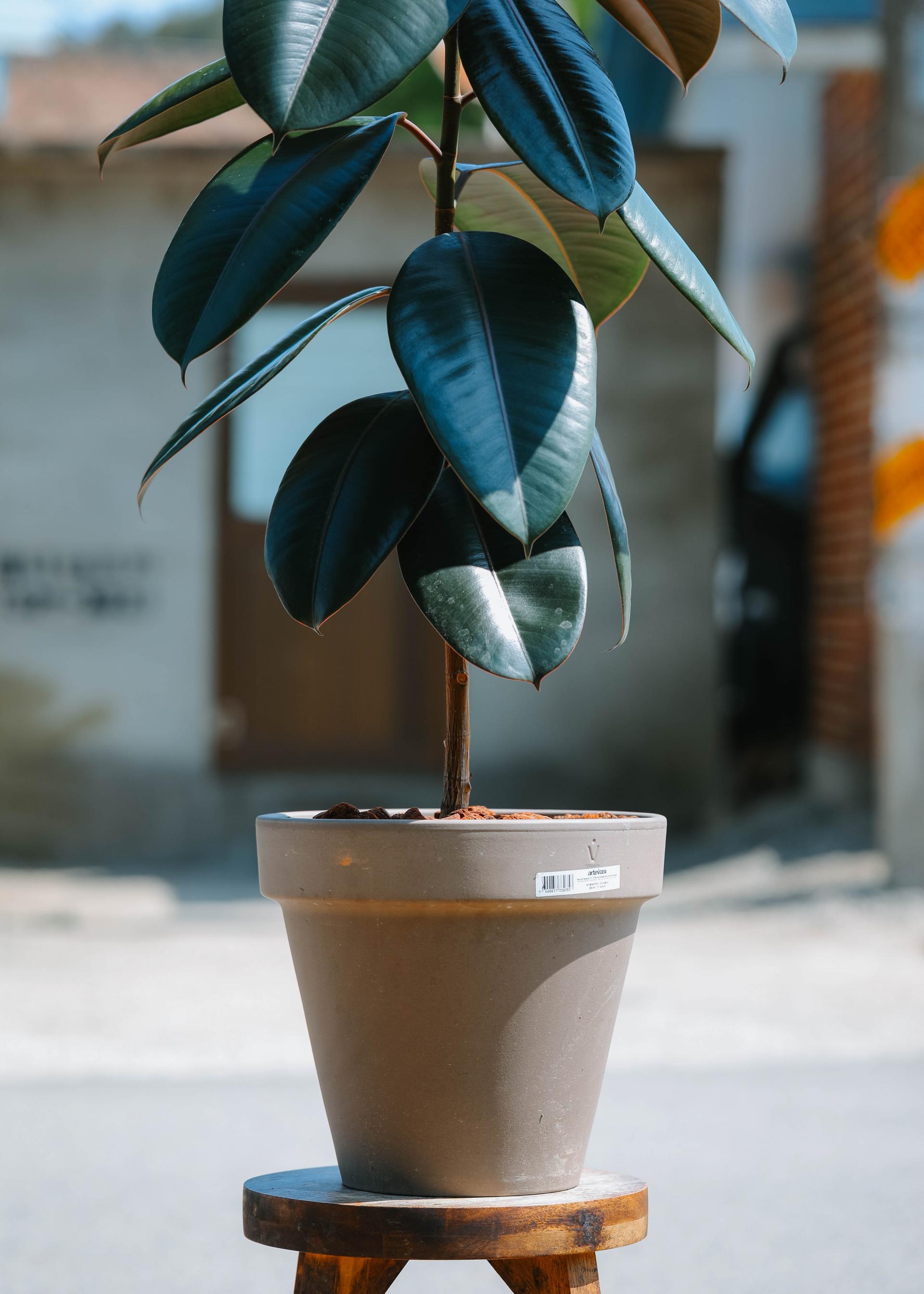 Ficus elastica 'Burgundy' + Mocha simple pot 휘커스 버건디 (버건디 고무나무) + 모카 심플팟