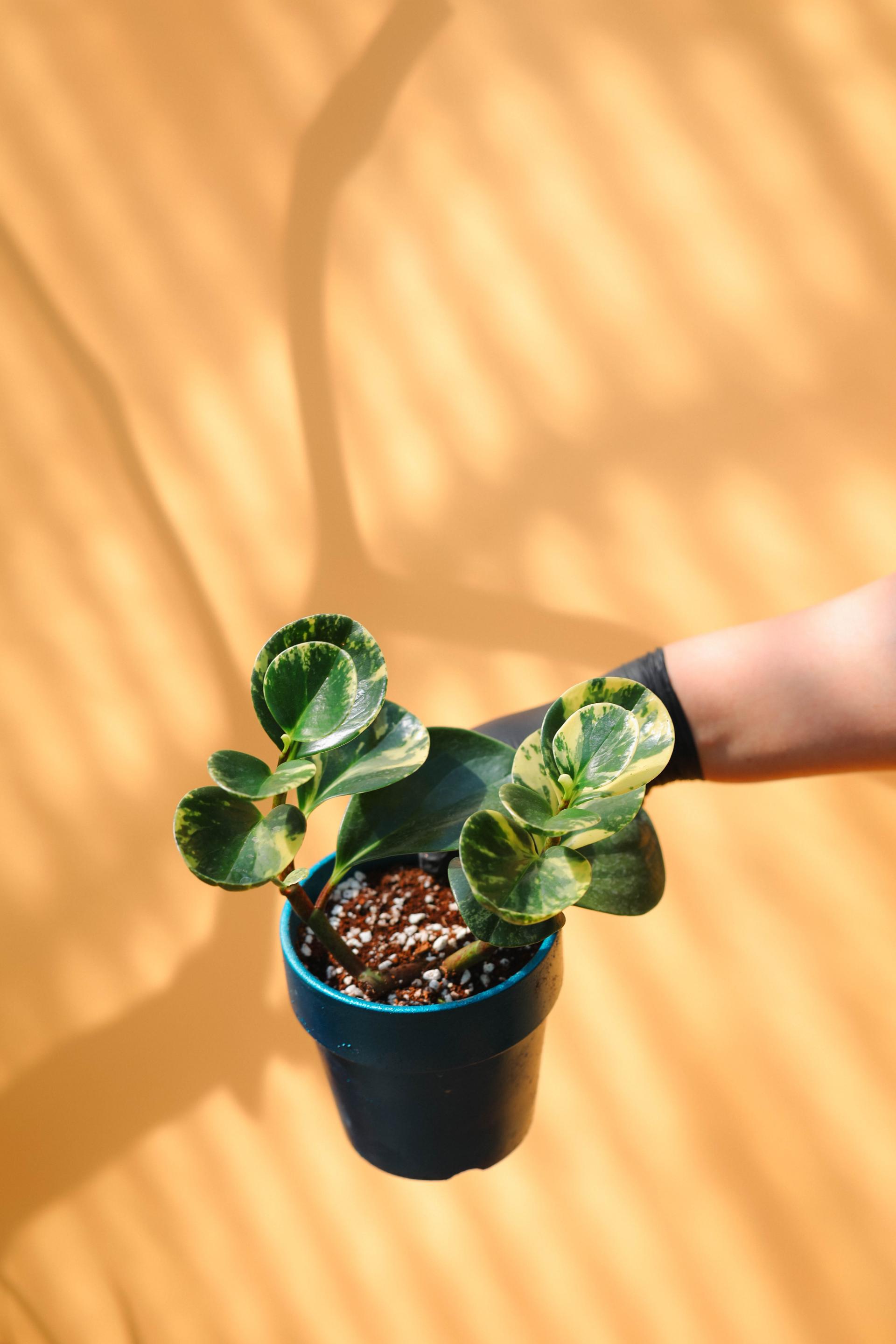 Peperomia obtusifolia variegated + Atlantic glossy pot 페페로미아 옵투시폴리아 무늬종 + 아틀란틱 글로시팟