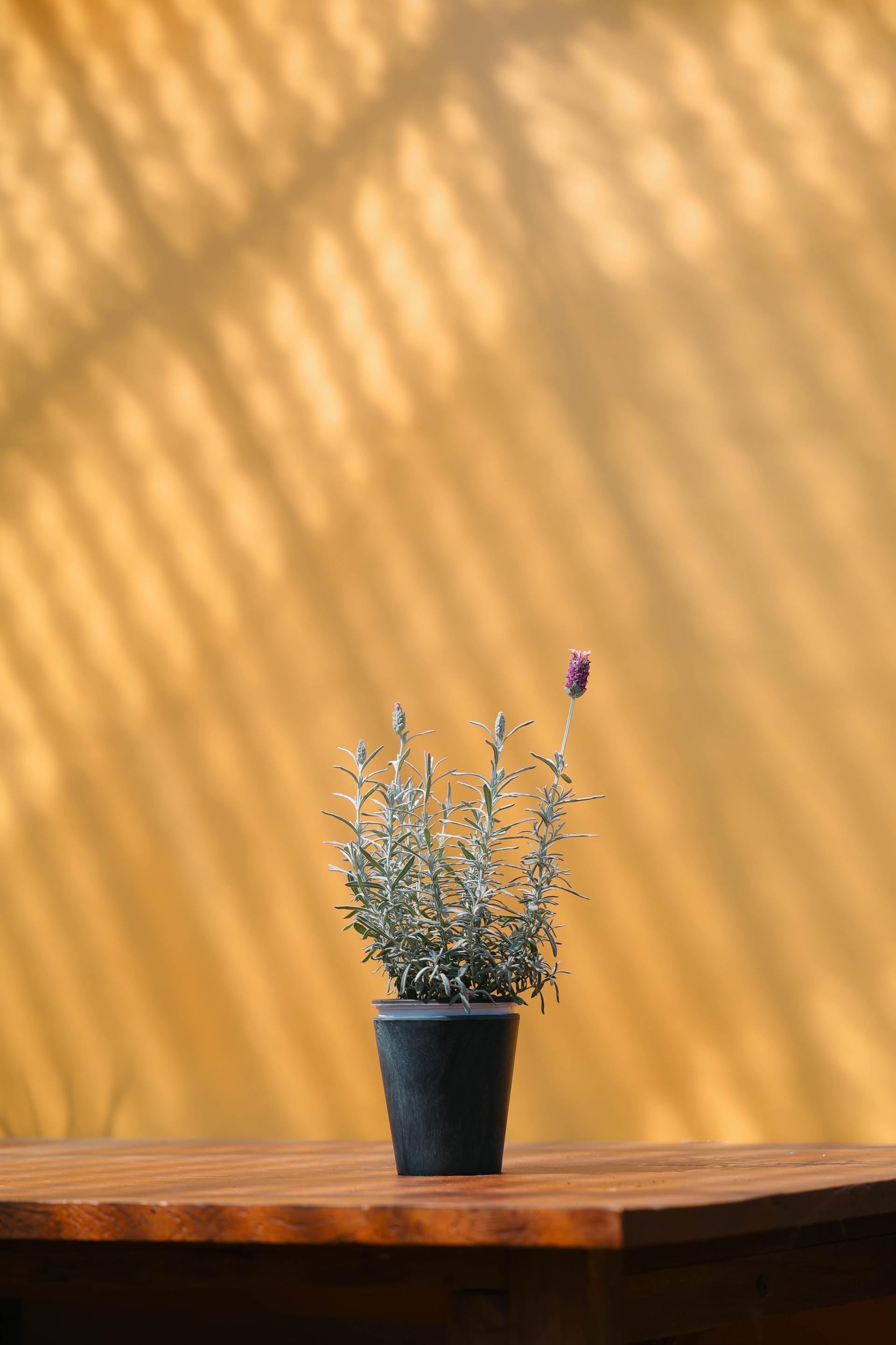 Lavandula stoechas Silver + Marble pot 실버 라벤더 + 마블팟