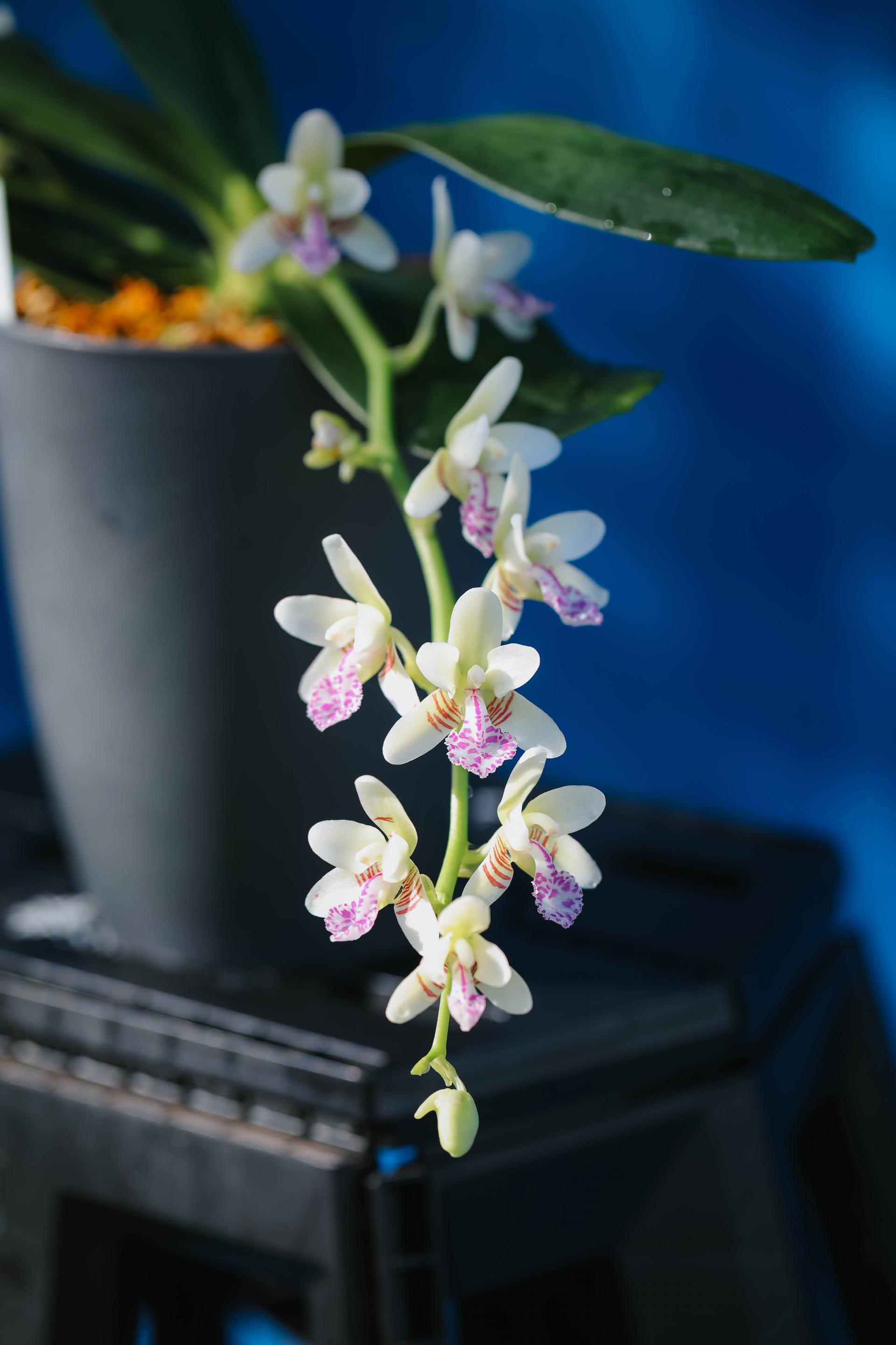 Sedirea japonica + Grey long pot 대엽 풍란 + 그레이 롱팟