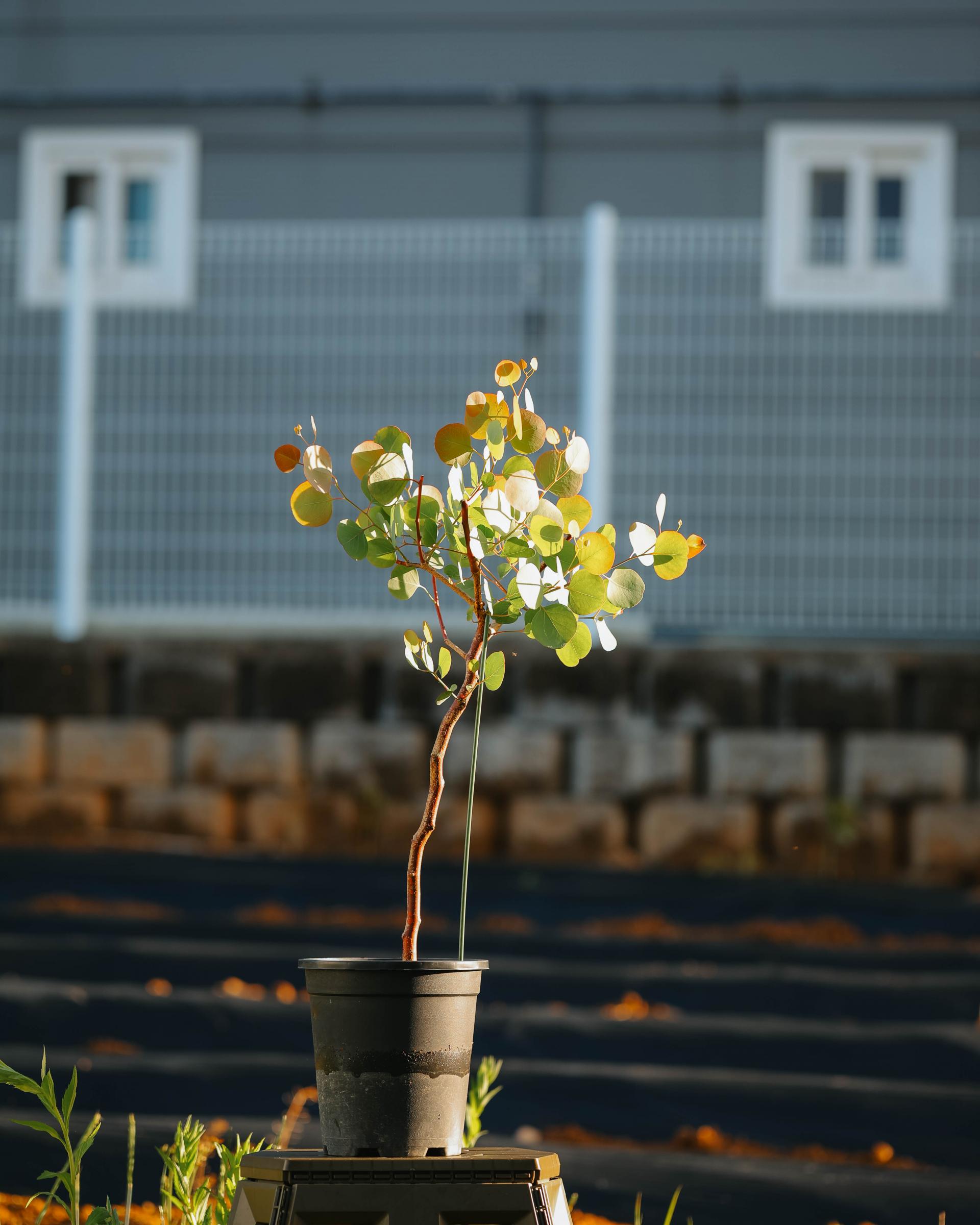 Eucalyptus polyanthemos 유칼립투스 폴리안 준대품