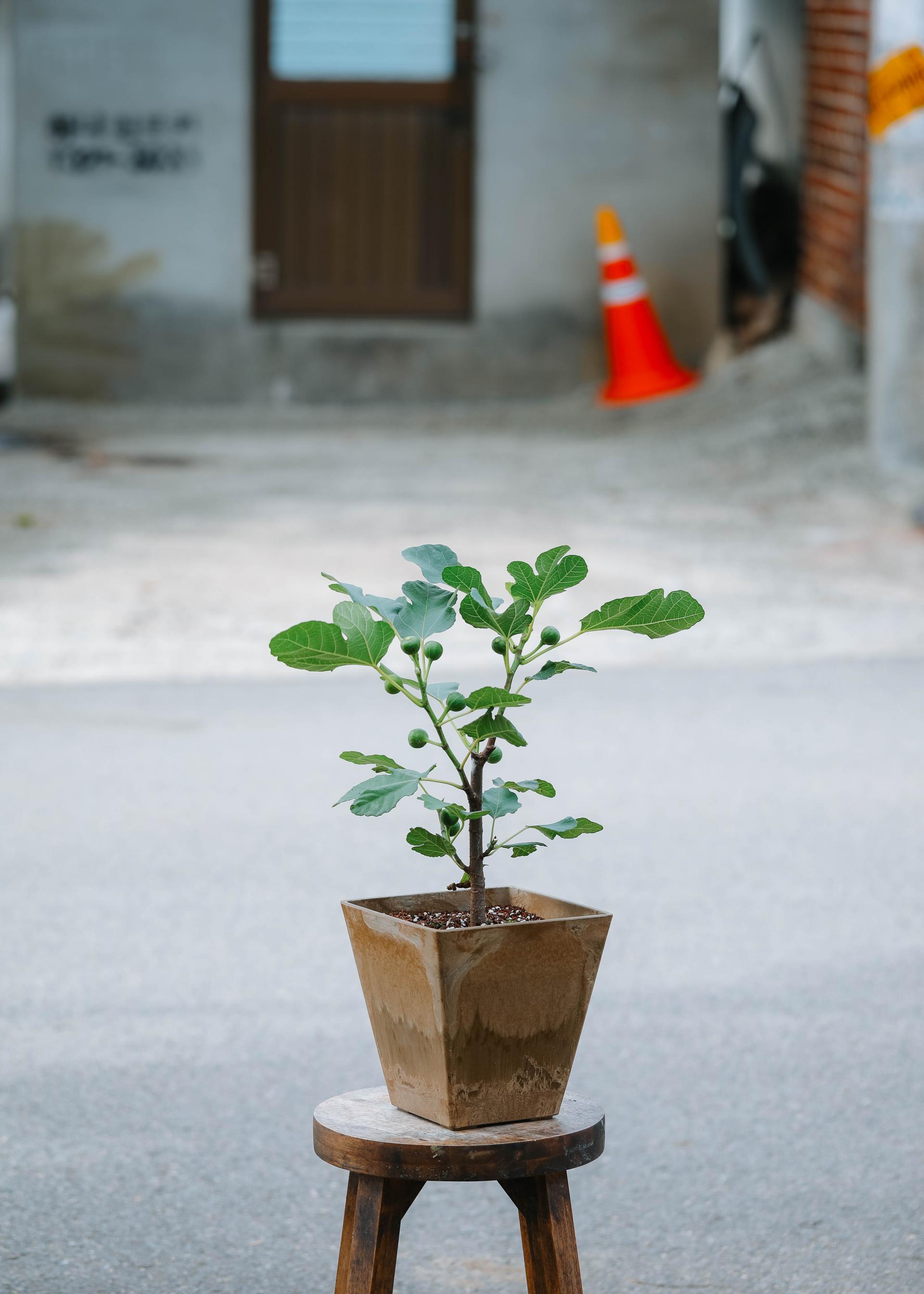 Ficus cariaca + Brown square pot 무화과 나무 + 브라운 스퀘어팟