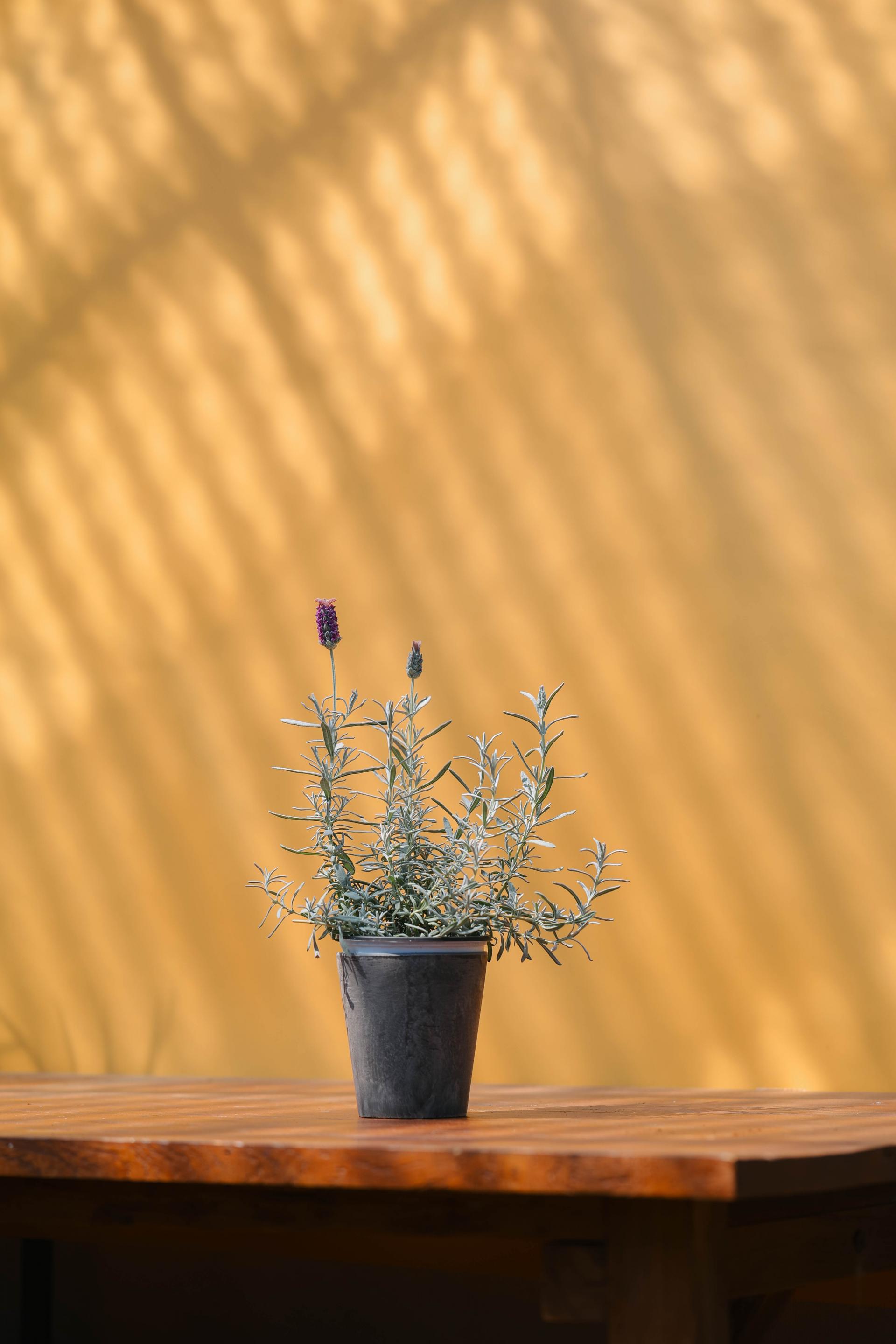 Lavandula stoechas Silver + Marble pot 실버 라벤더 + 마블팟