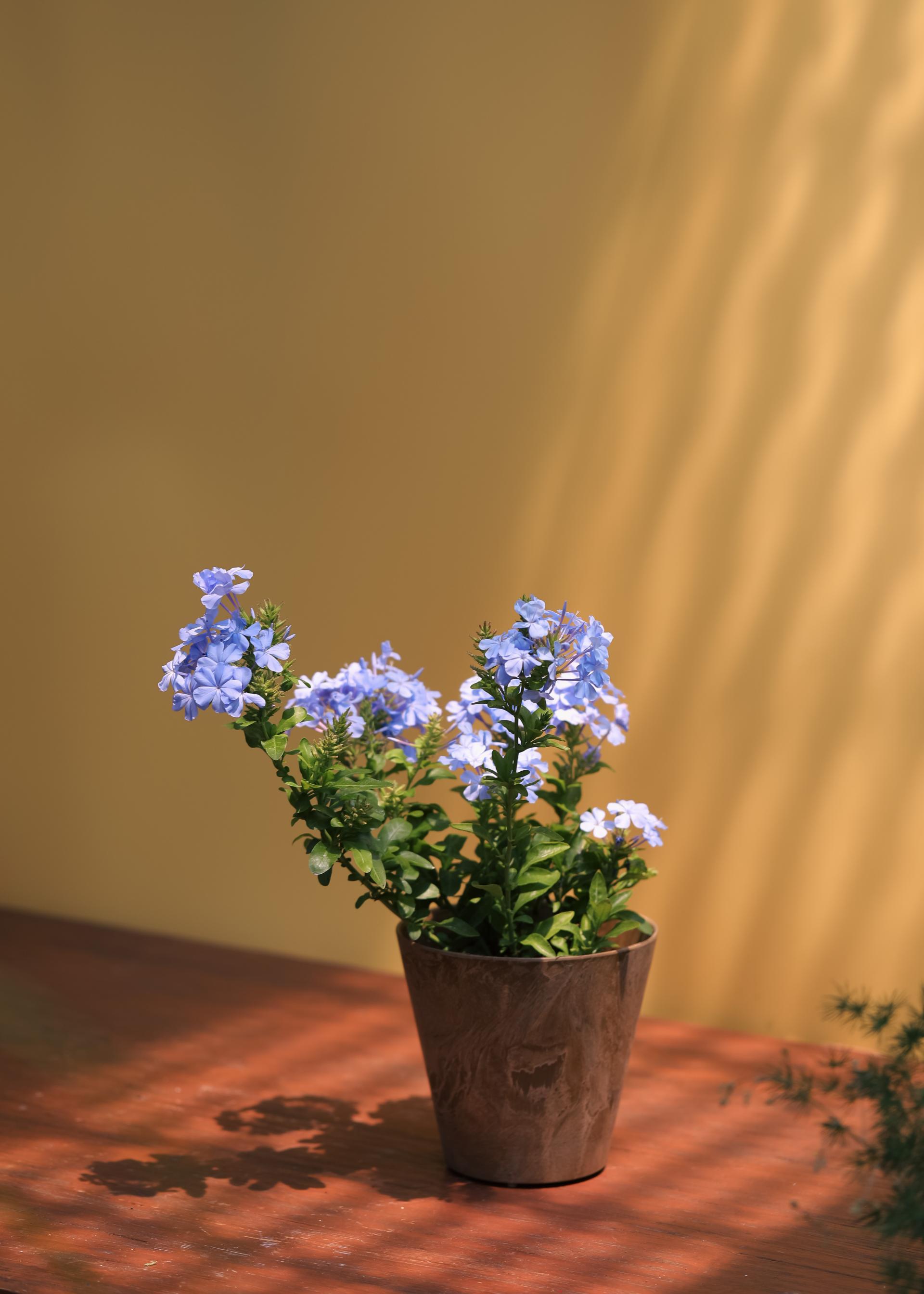 Plumbago auriculata 플럼바고 아우리쿨라타 (블루 플럼바고) 중품