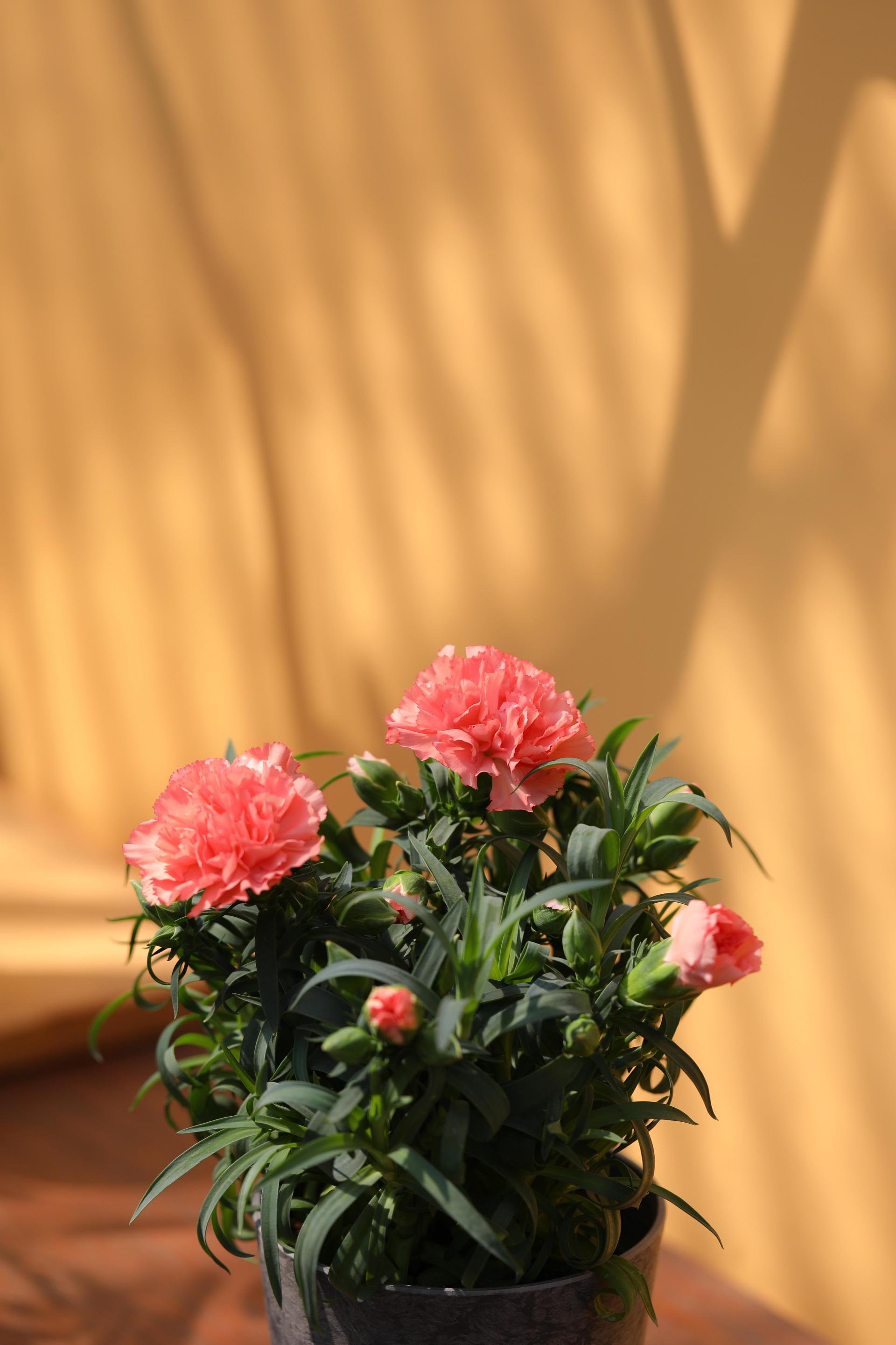 Dianthus soft salmon 카네이션 소프트 살몬