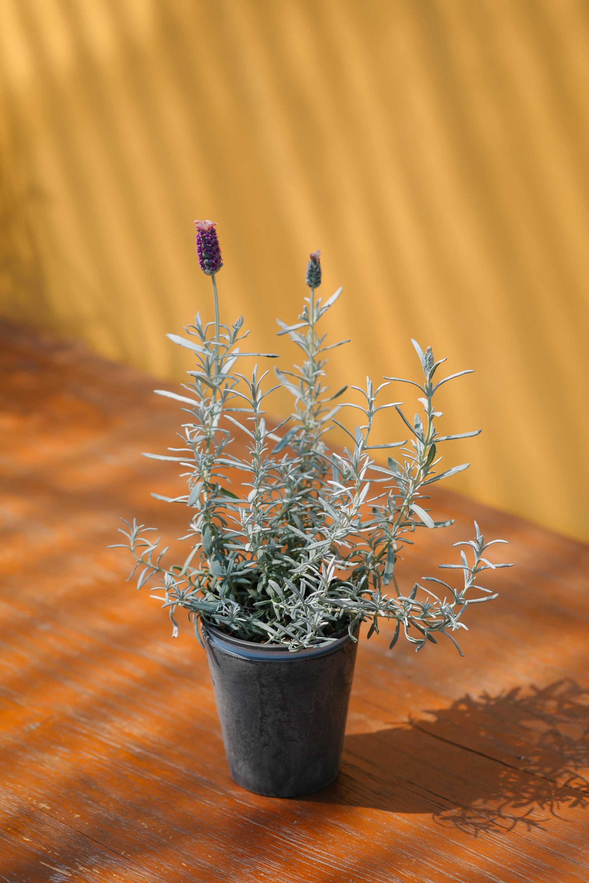 Lavandula stoechas Silver + Marble pot 실버 라벤더 + 마블팟