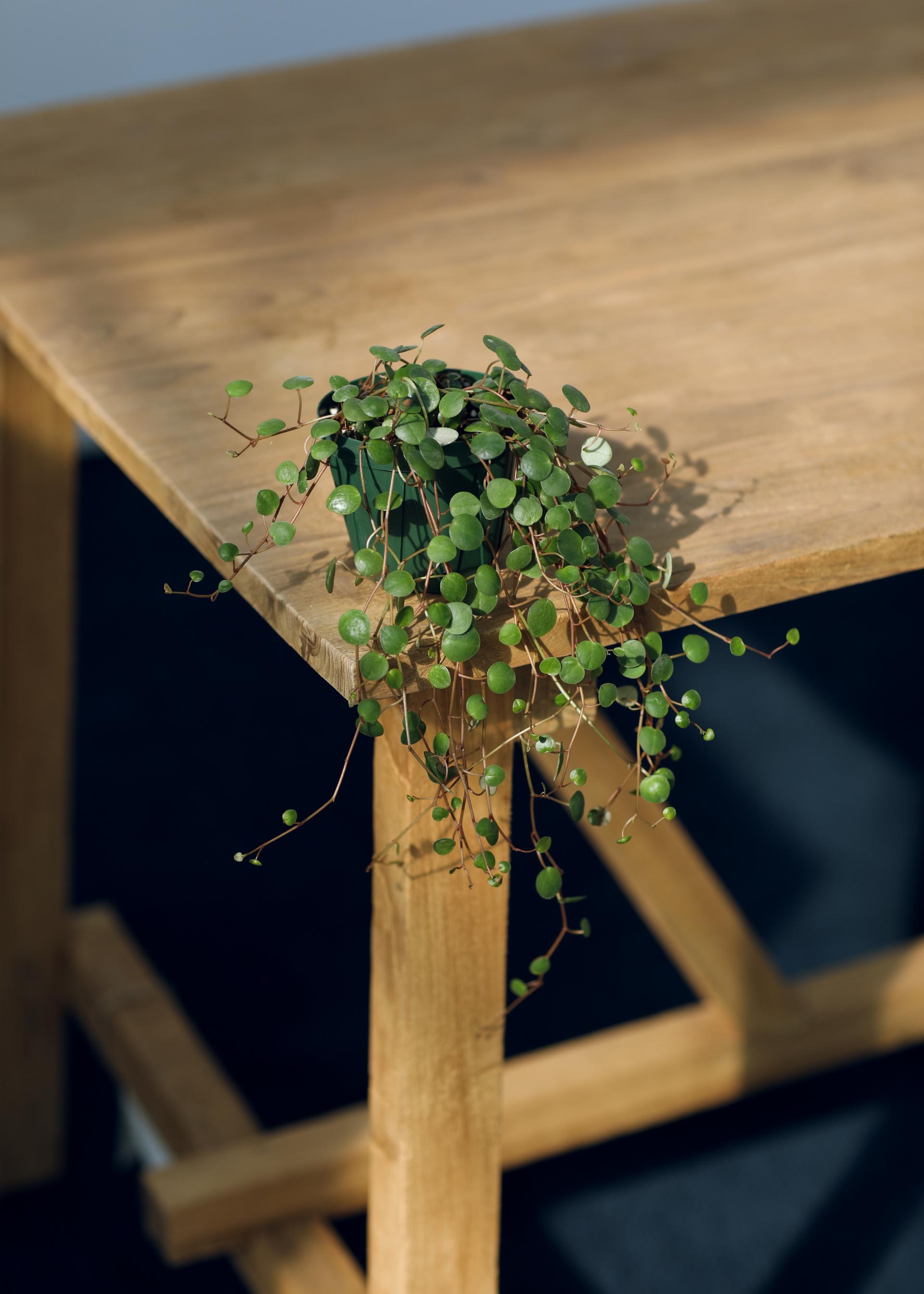 Peperomia 'Pepper Spot' 페페로미아 페퍼스팟