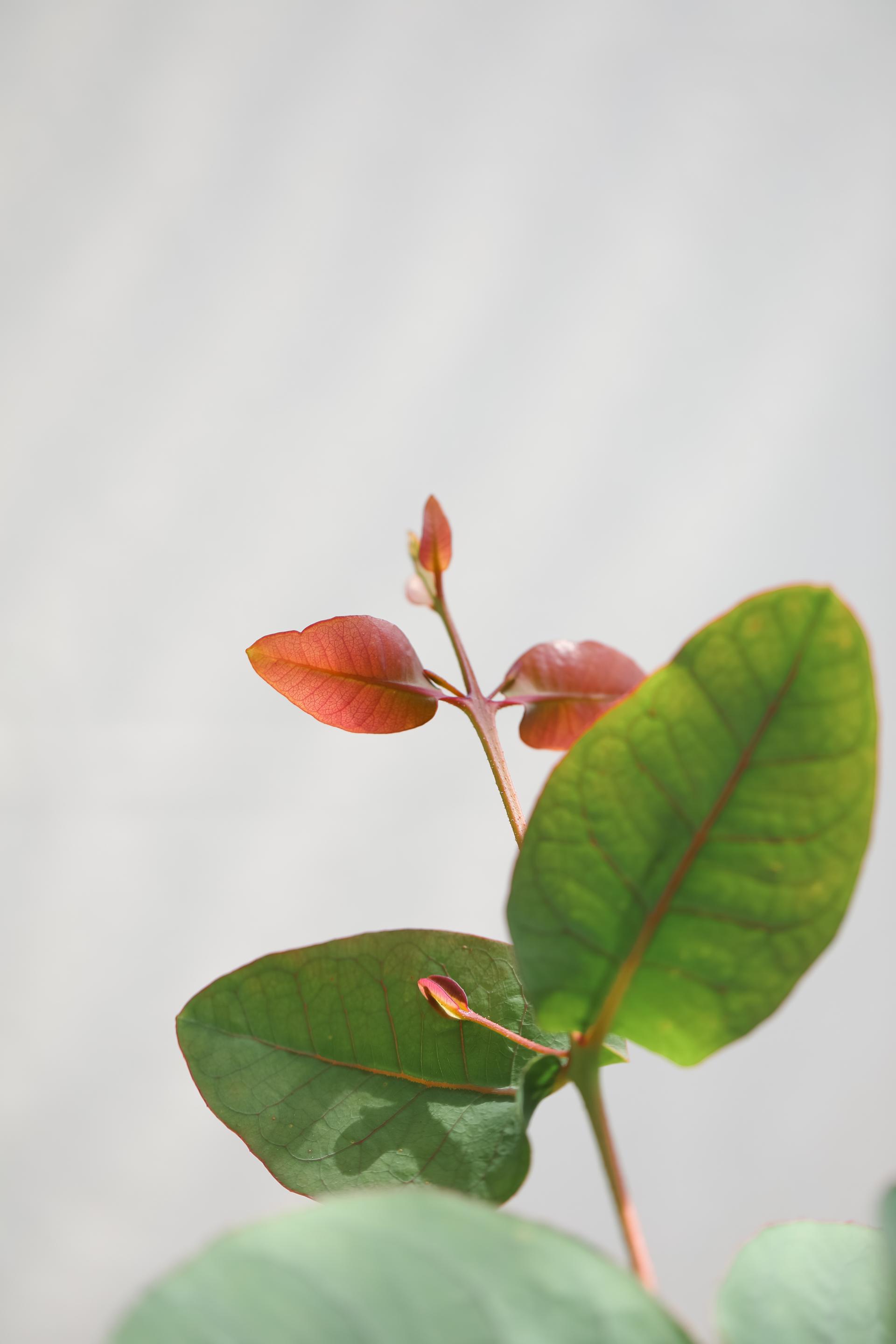 Eucalyptus preissiana 유칼립투스 프레이씨아나 준중품