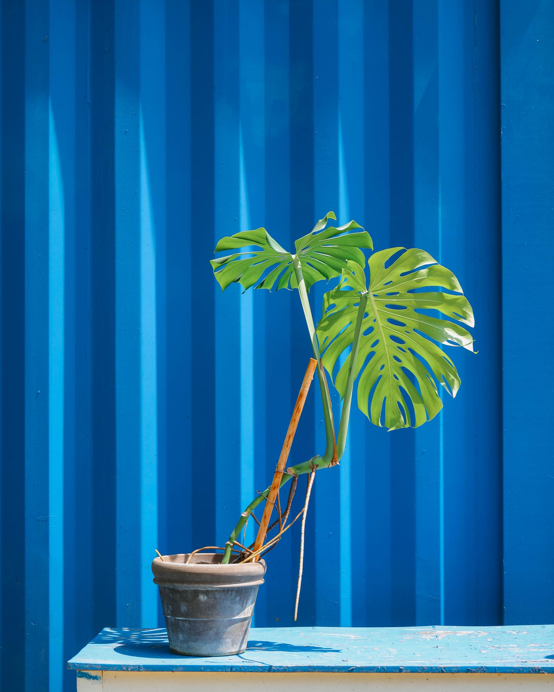 Monstera deliciosa + Germany mocha double ring pot 대왕 몬스테라 델리시오사 + 독일 모카 더블링팟