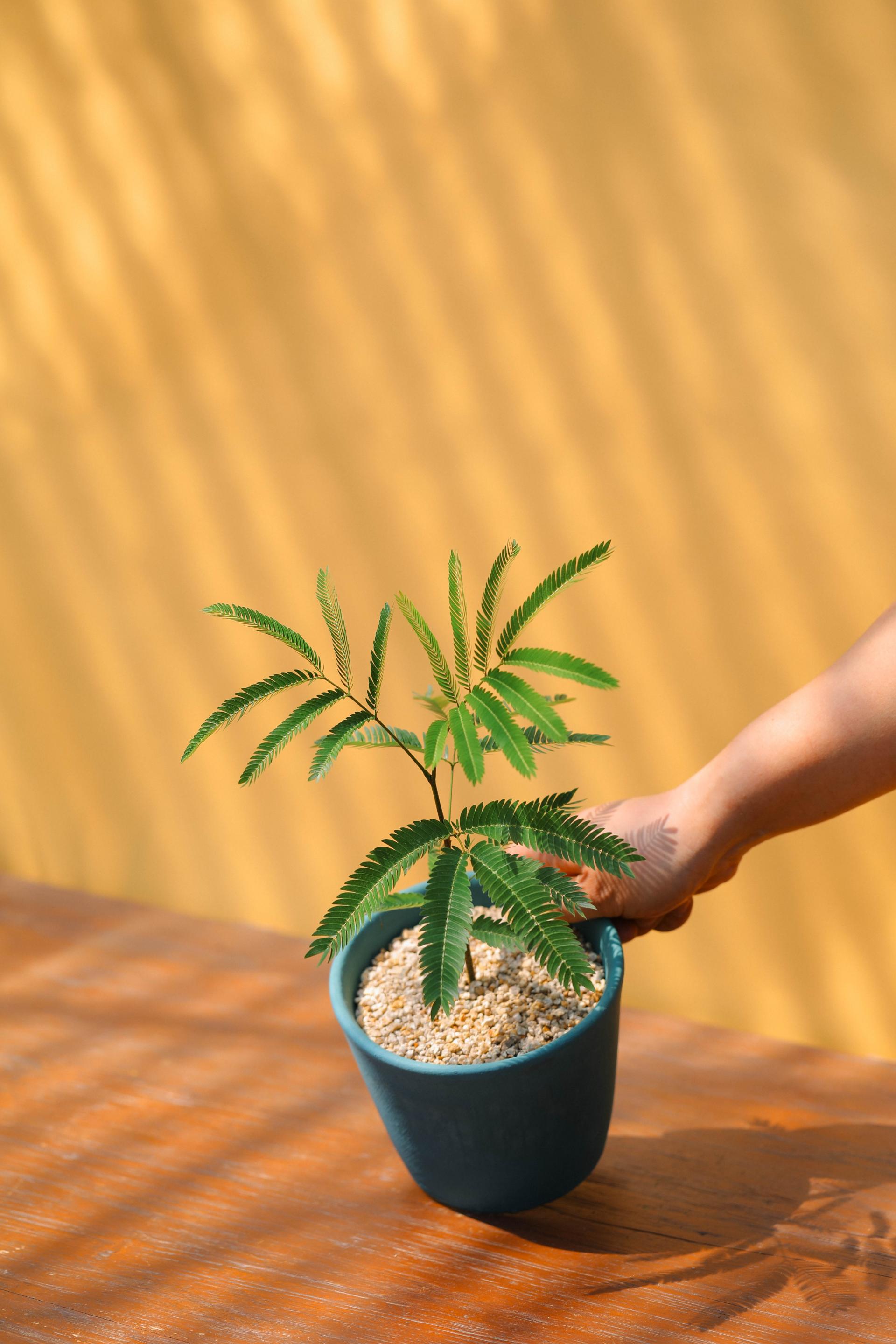 Pithecellobium confertum + Serax turquoise pot 에버 후레쉬 + 세락스 터콰이즈팟