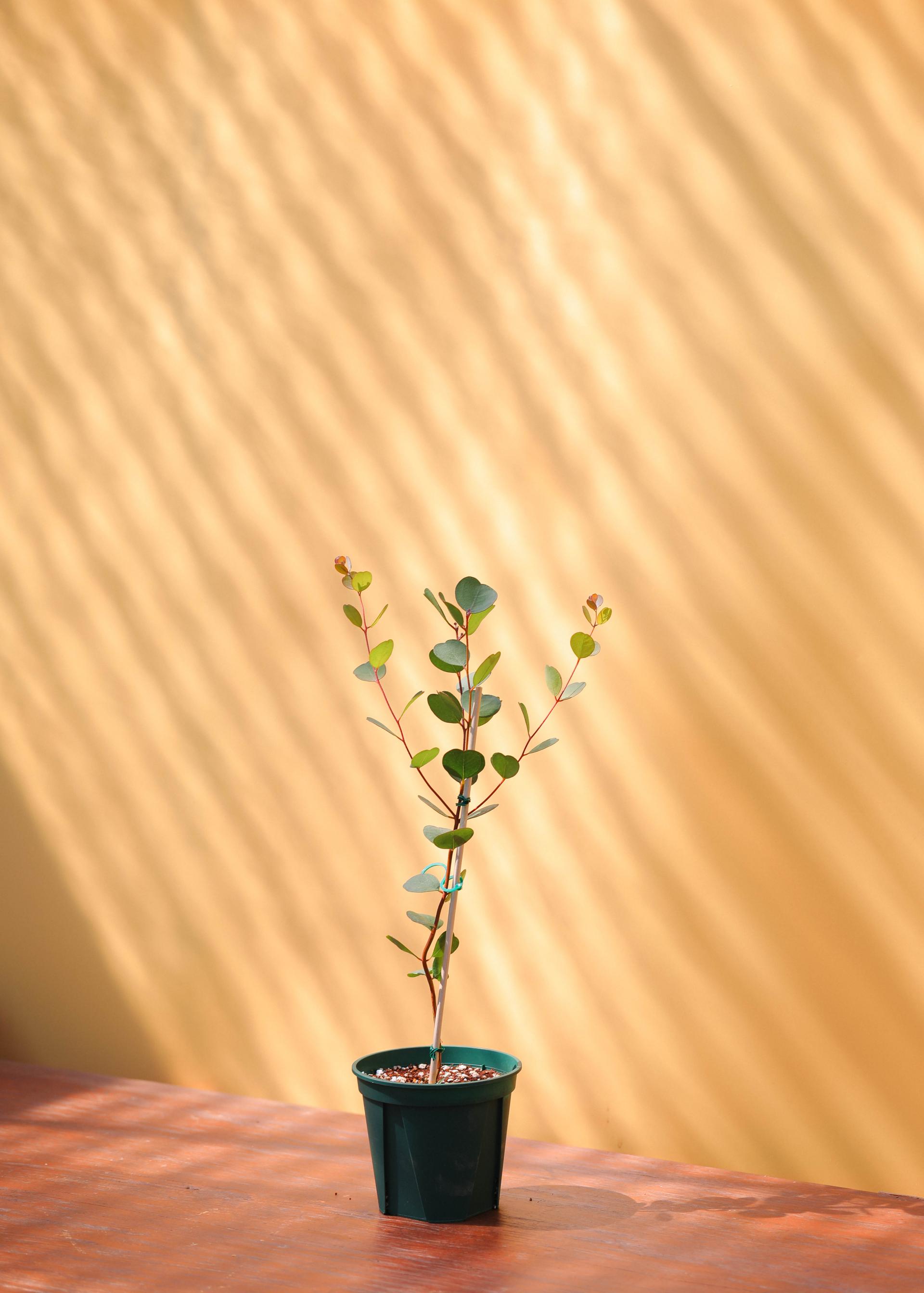 Eucalyptus websteriana 유칼립투스 웹스테리아나 준중품