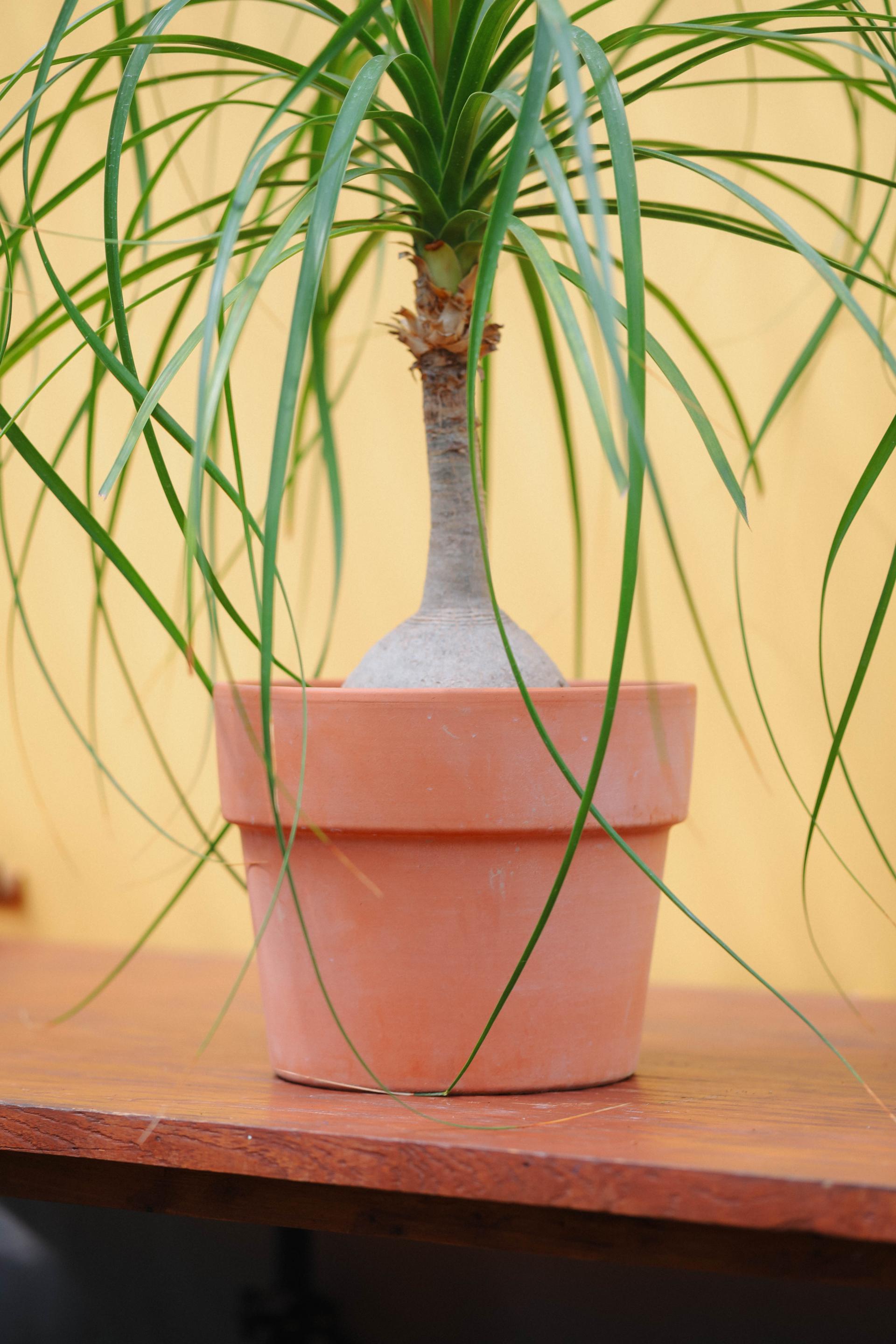 Beaucarnea recurvata + Italy block pot 덕구리난 (돗쿠리난) + 이태리 블럭팟