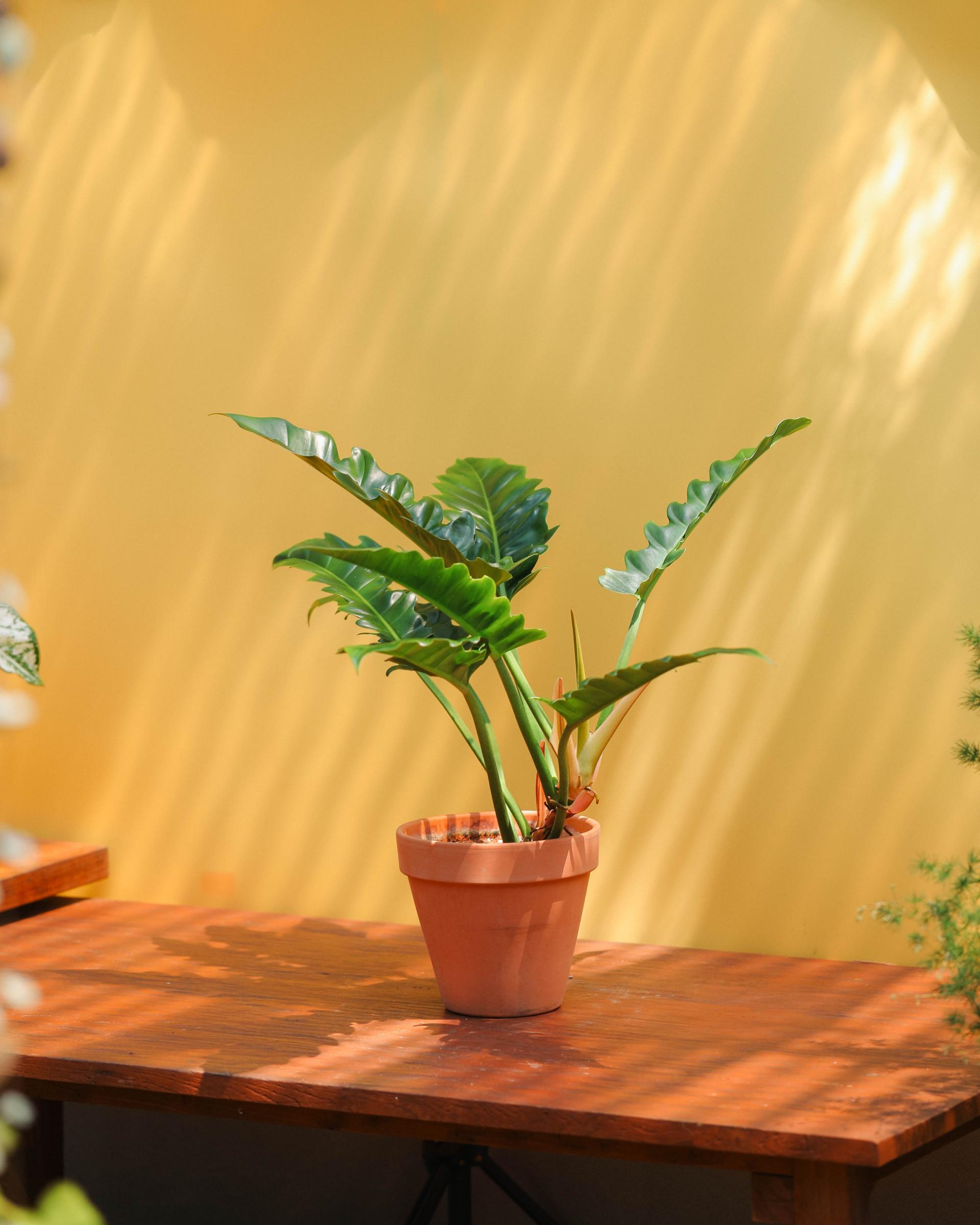 Philodendron 'Jungle Boogie' + Italy simple pot 필로덴드론 정글부기 + 이태리 심플팟
