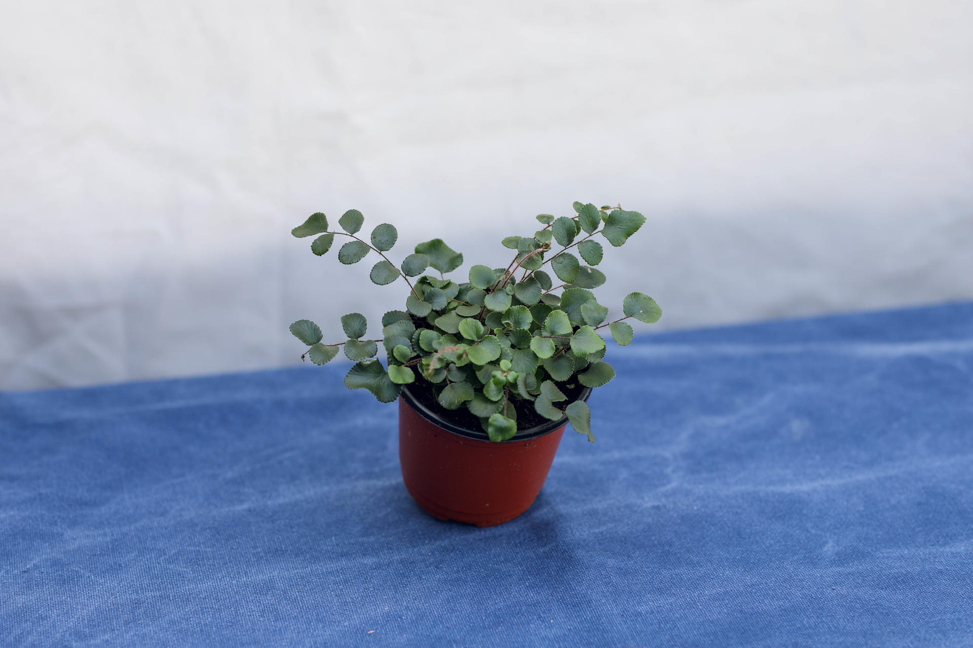 Pellaea rotundifolia (Button Fern) 펠리어 로툰디폴리아 (단추 고사리)
