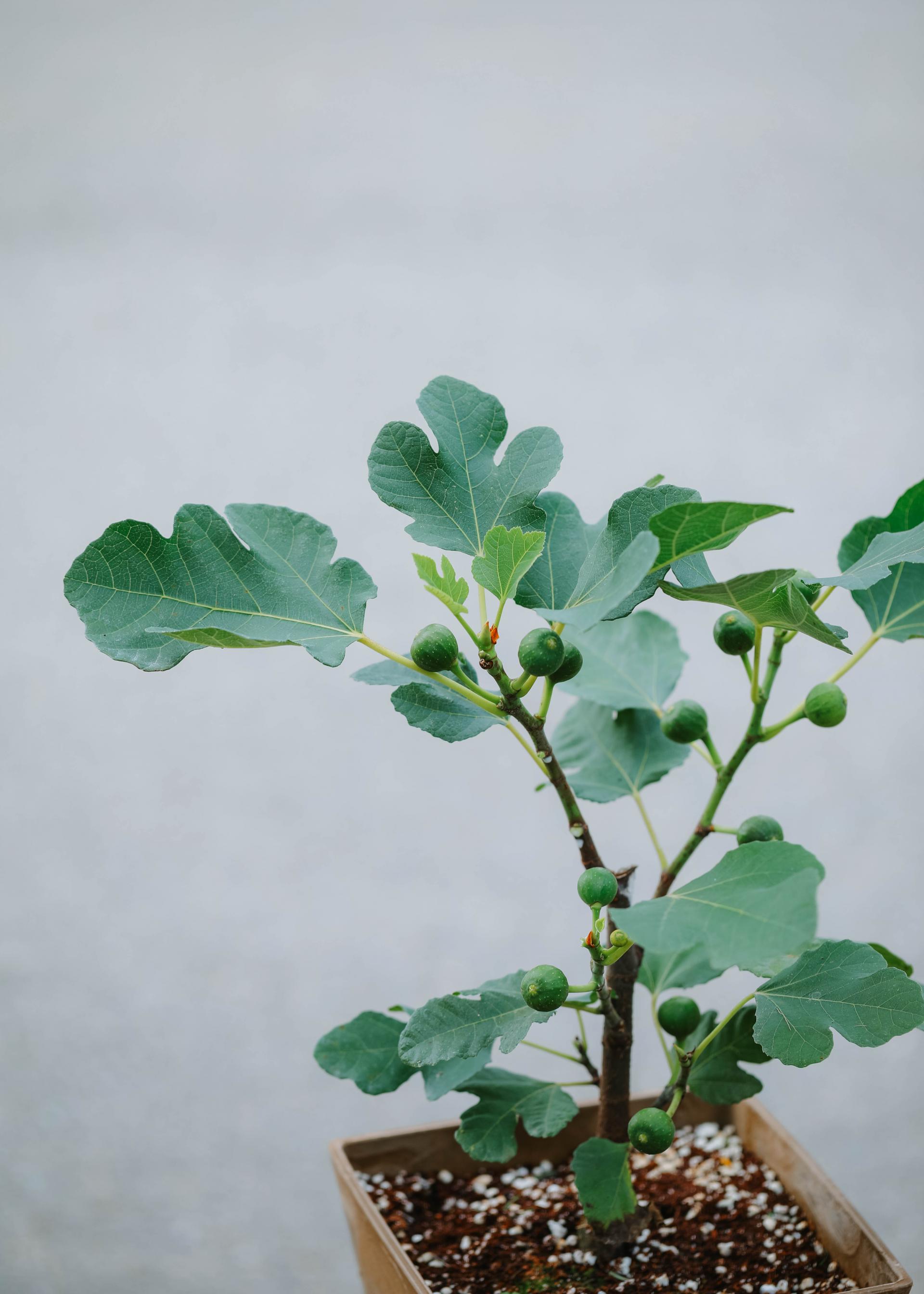 Ficus cariaca + Brown square pot 무화과 나무 + 브라운 스퀘어팟