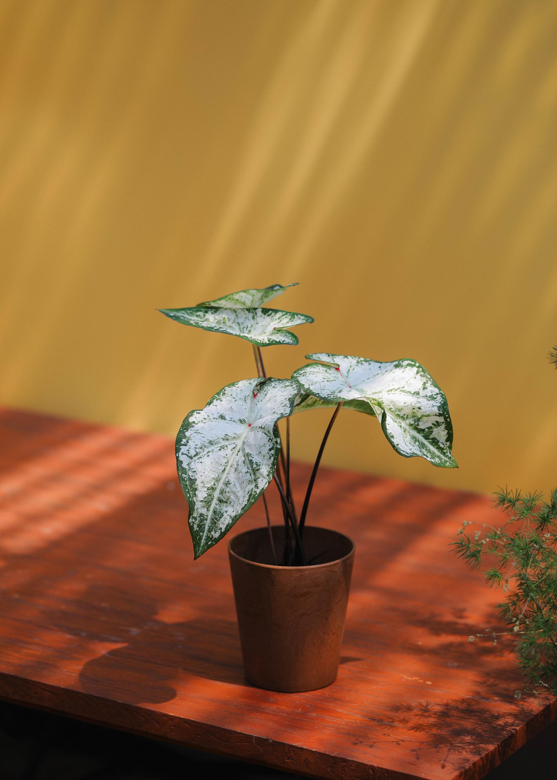 Caladium 'Snow flurry' 칼라디움 스노우 플러리