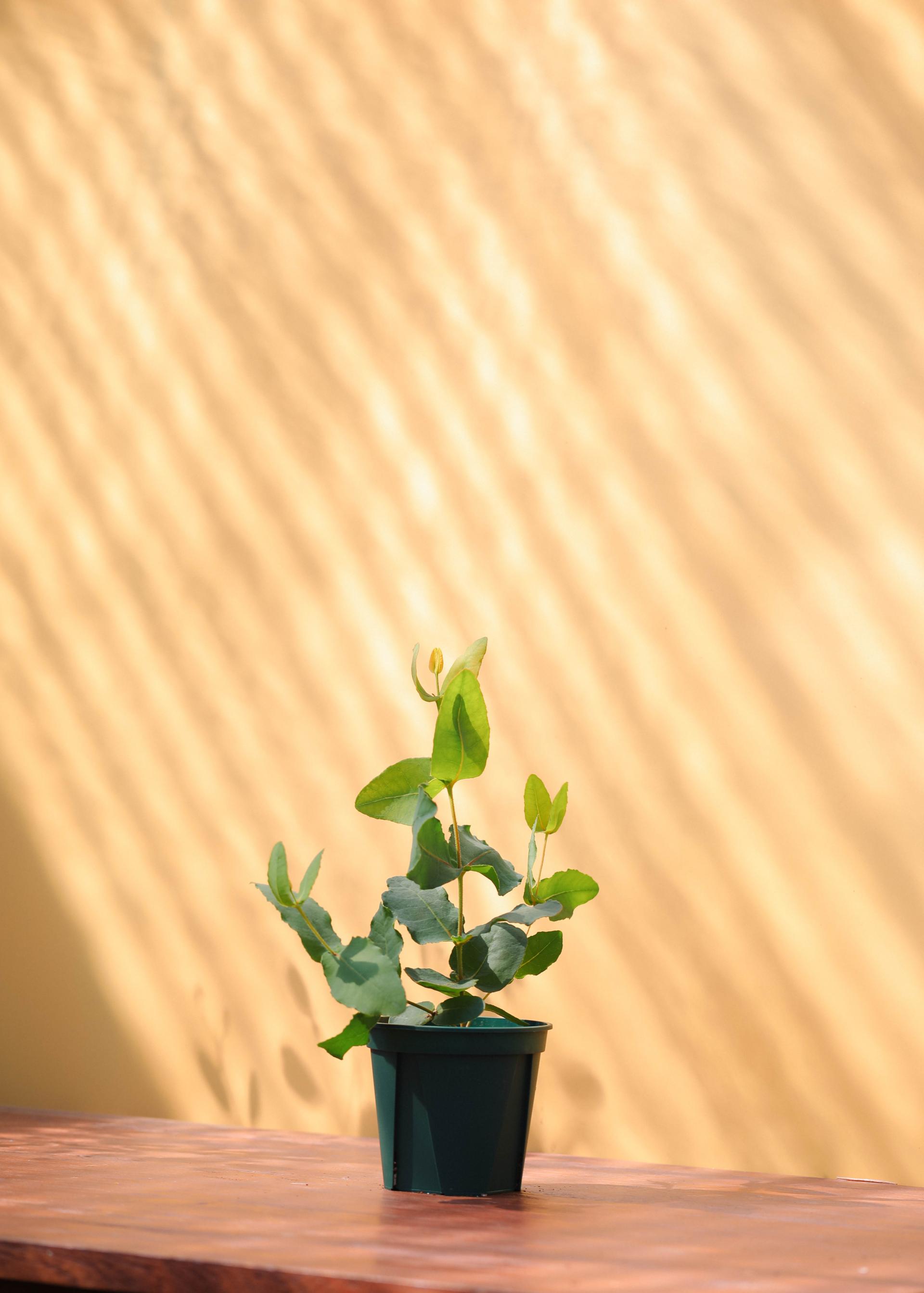 Eucalyptus preissiana 유칼립투스 프레이씨아나 준중품