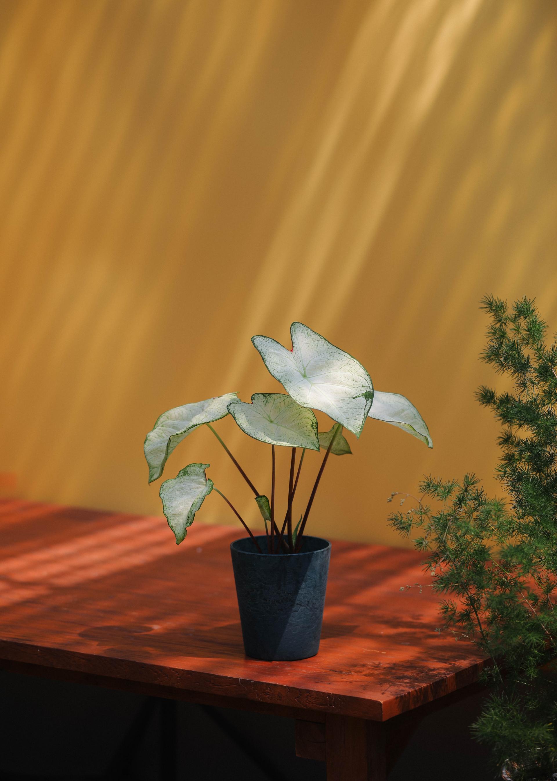 Caladium 'Moon light' 칼라디움 문라이트