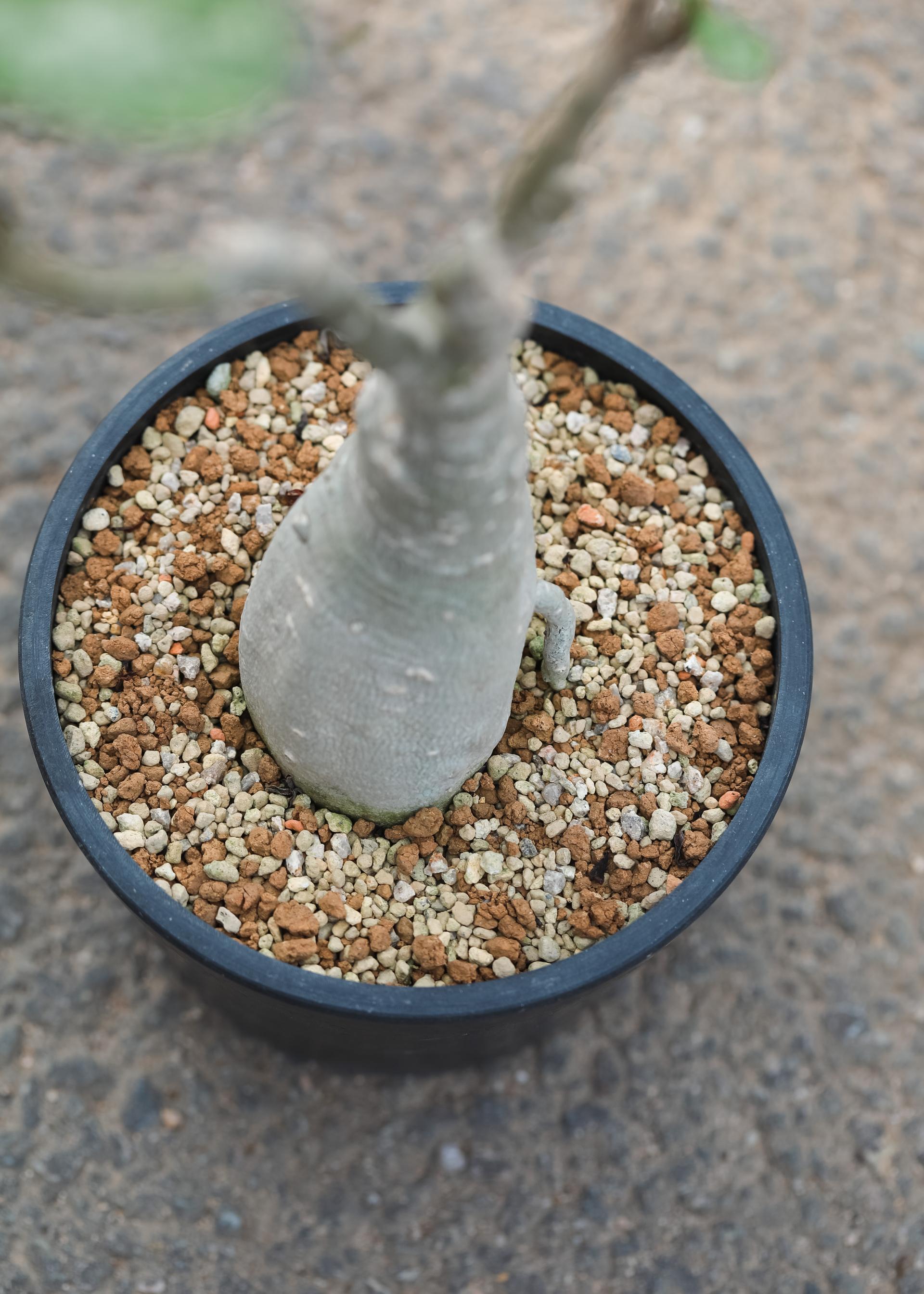 Adenium obesum white + Black simple pot 아데니움 오베섬 무늬종 + 블랙 심플팟