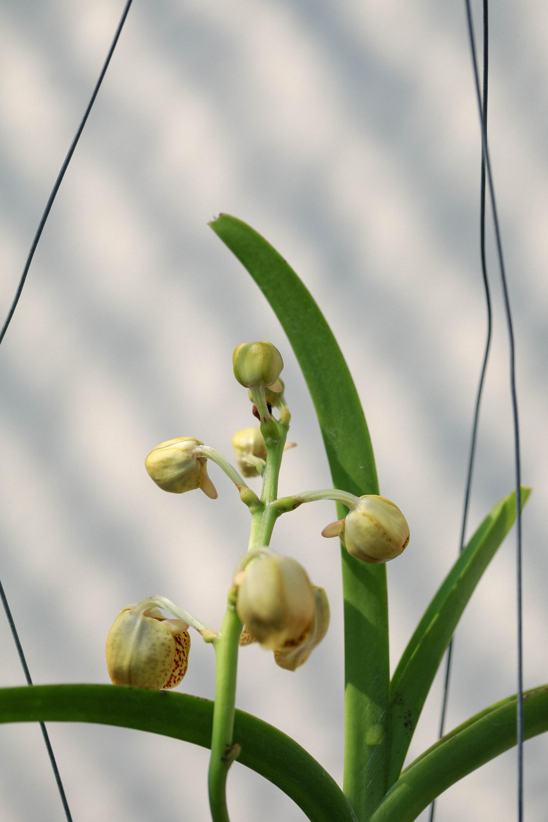 Vanda 'Honey Lemon' 반다 허니레몬