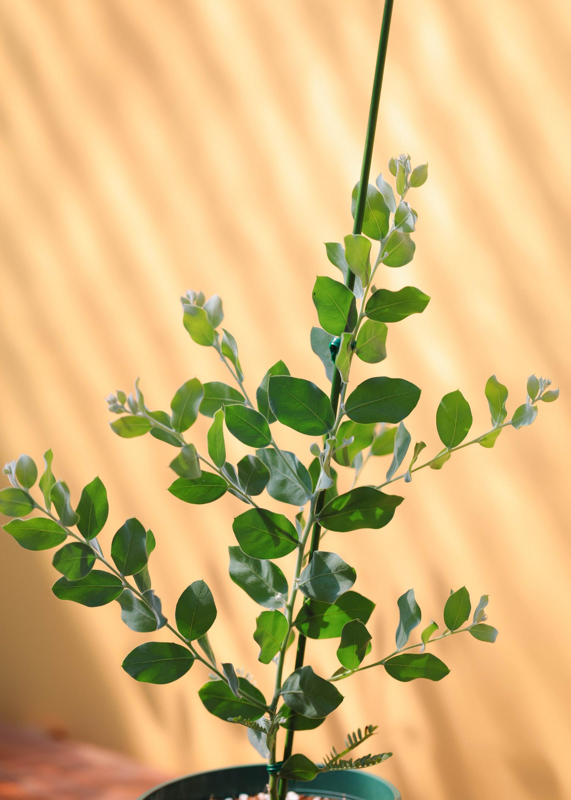 Acacia podalyriifolia 아카시아 포달리리폴리아 준중품