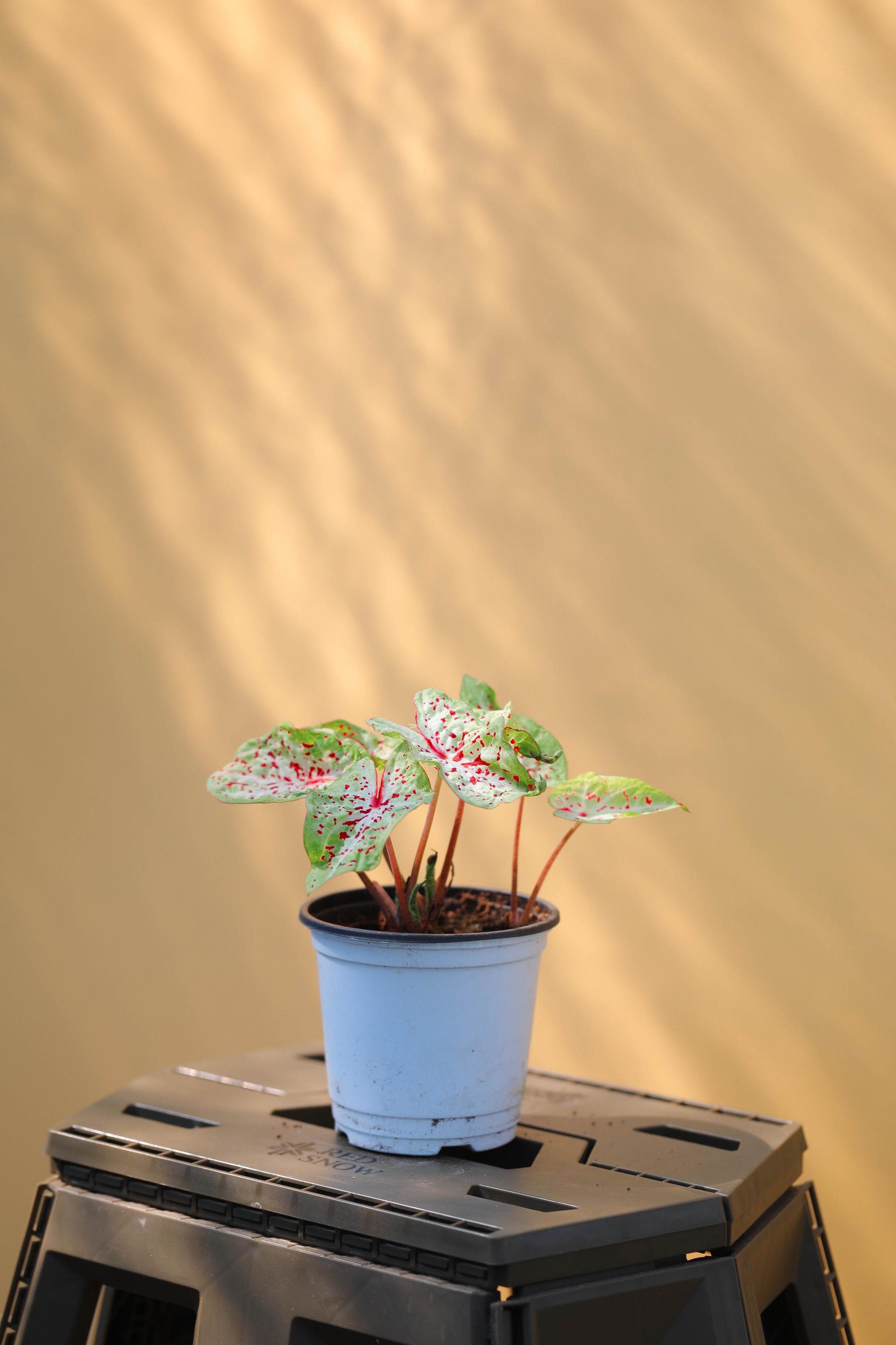 Caladium 'Miss Muffet' 칼라디움 미스머펫