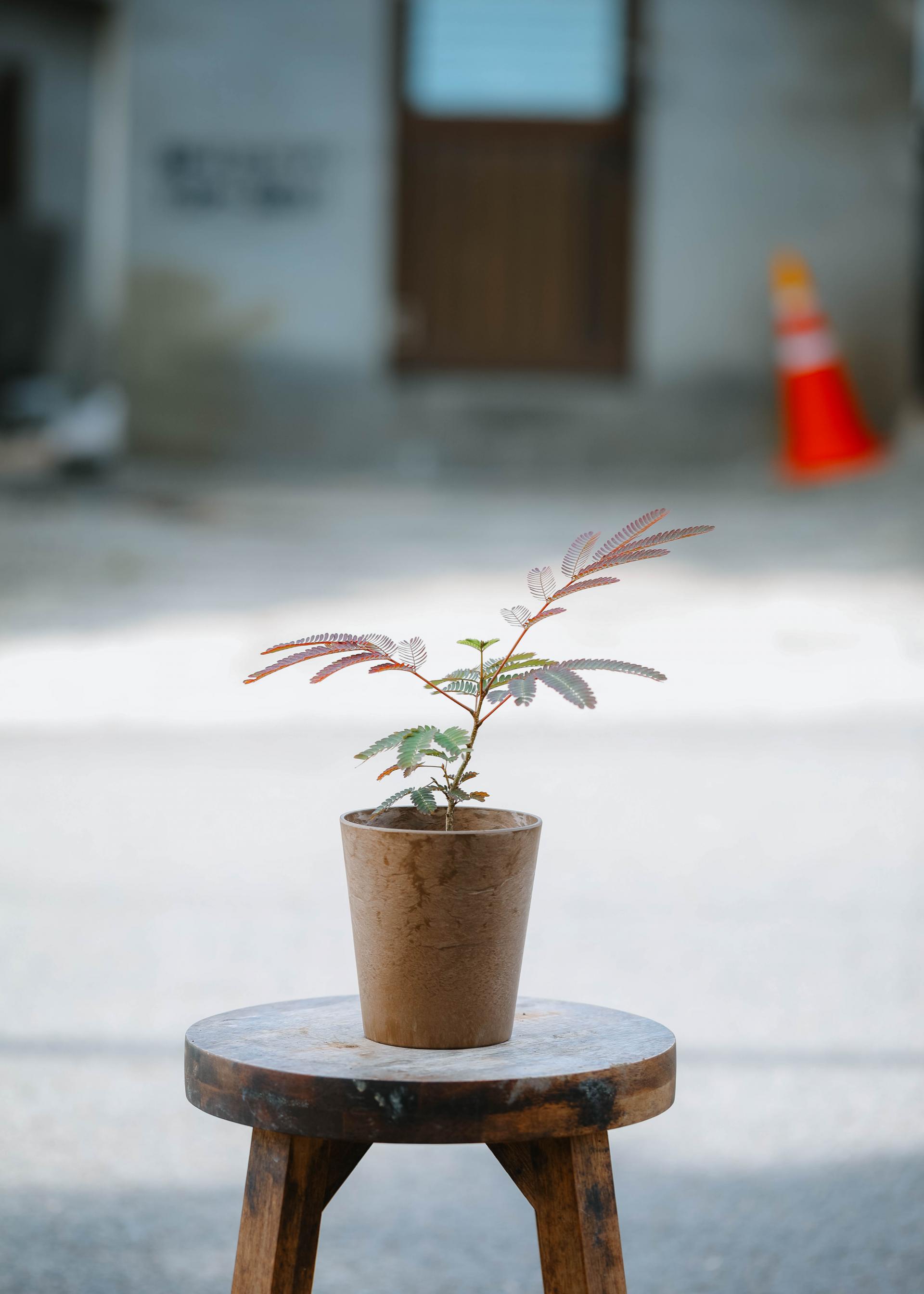 Albizia julibrissin + Brown marble pot 자귀 나무 + 브라운 마블팟