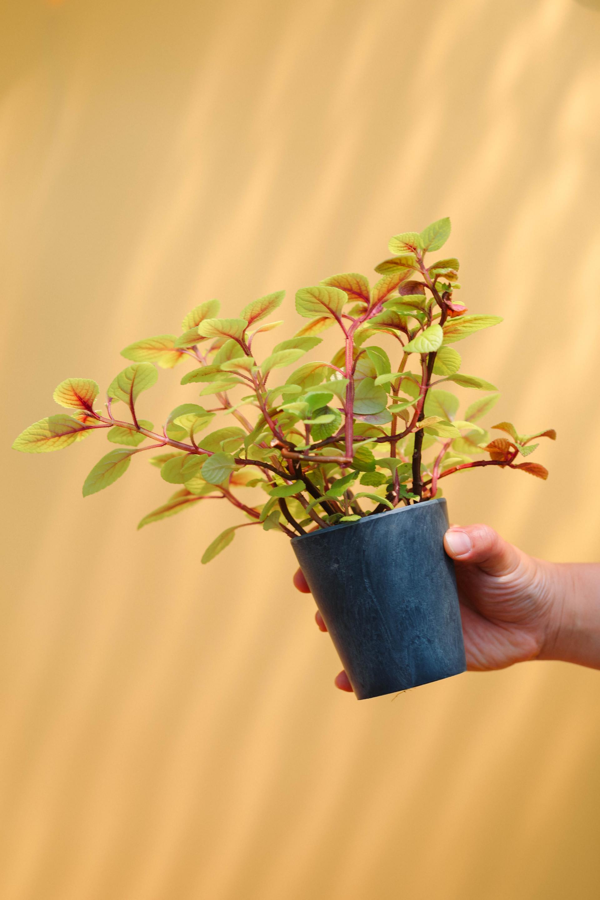 Plectranthus ciliatus 'Troy's Gold' + Navy marble pot 플렉트란서스 실리아투스 '트로이 골드' (스웨디시 아이비) + 네이비 마블팟
