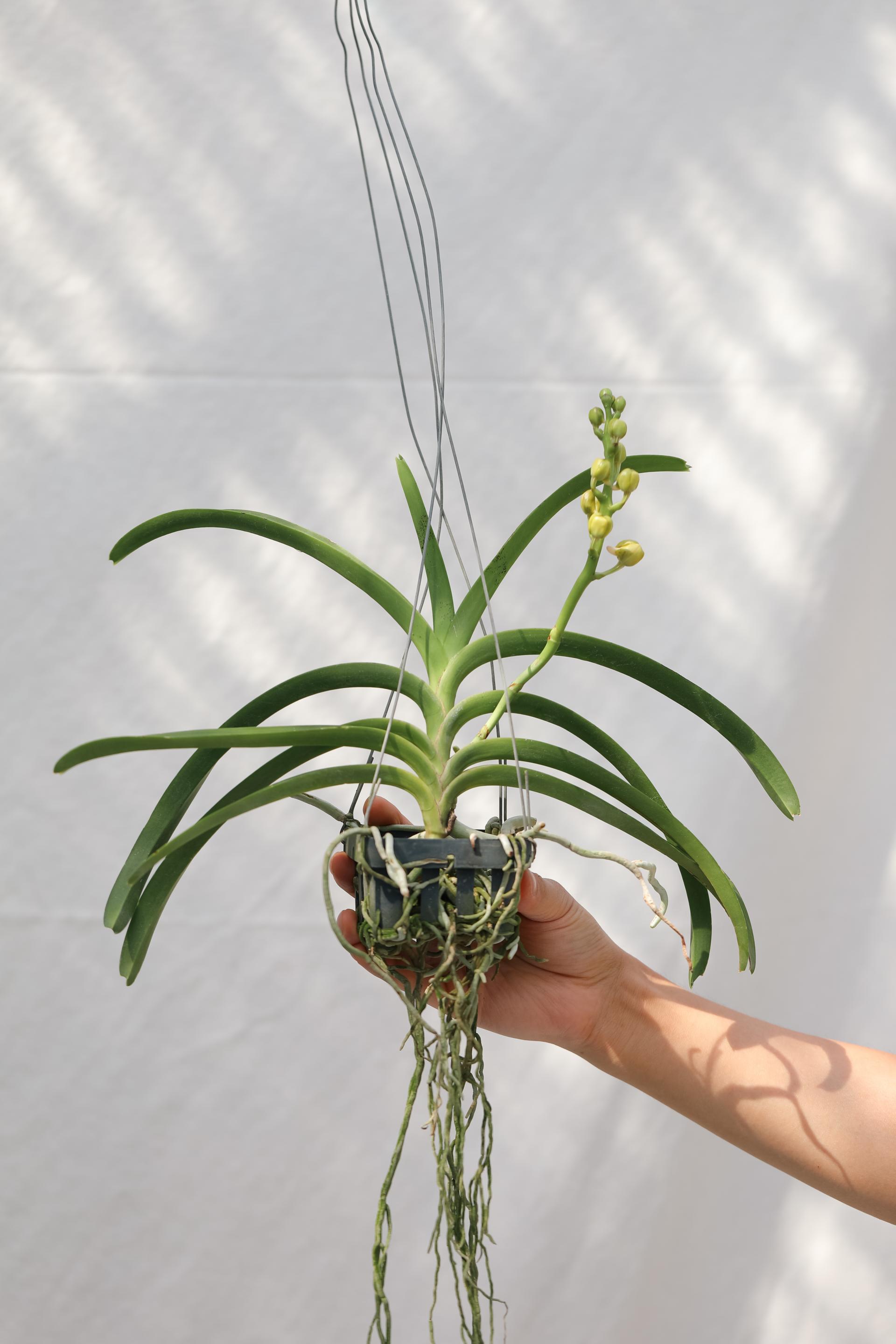 Vanda 'Honey Lemon' 반다 허니레몬