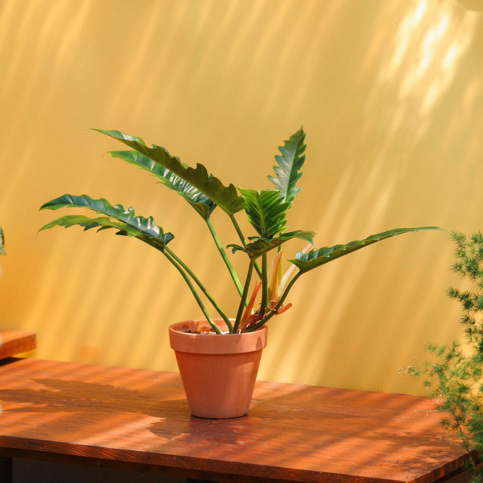 Philodendron 'Jungle Boogie' + Italy simple pot 필로덴드론 정글부기 + 이태리 심플팟