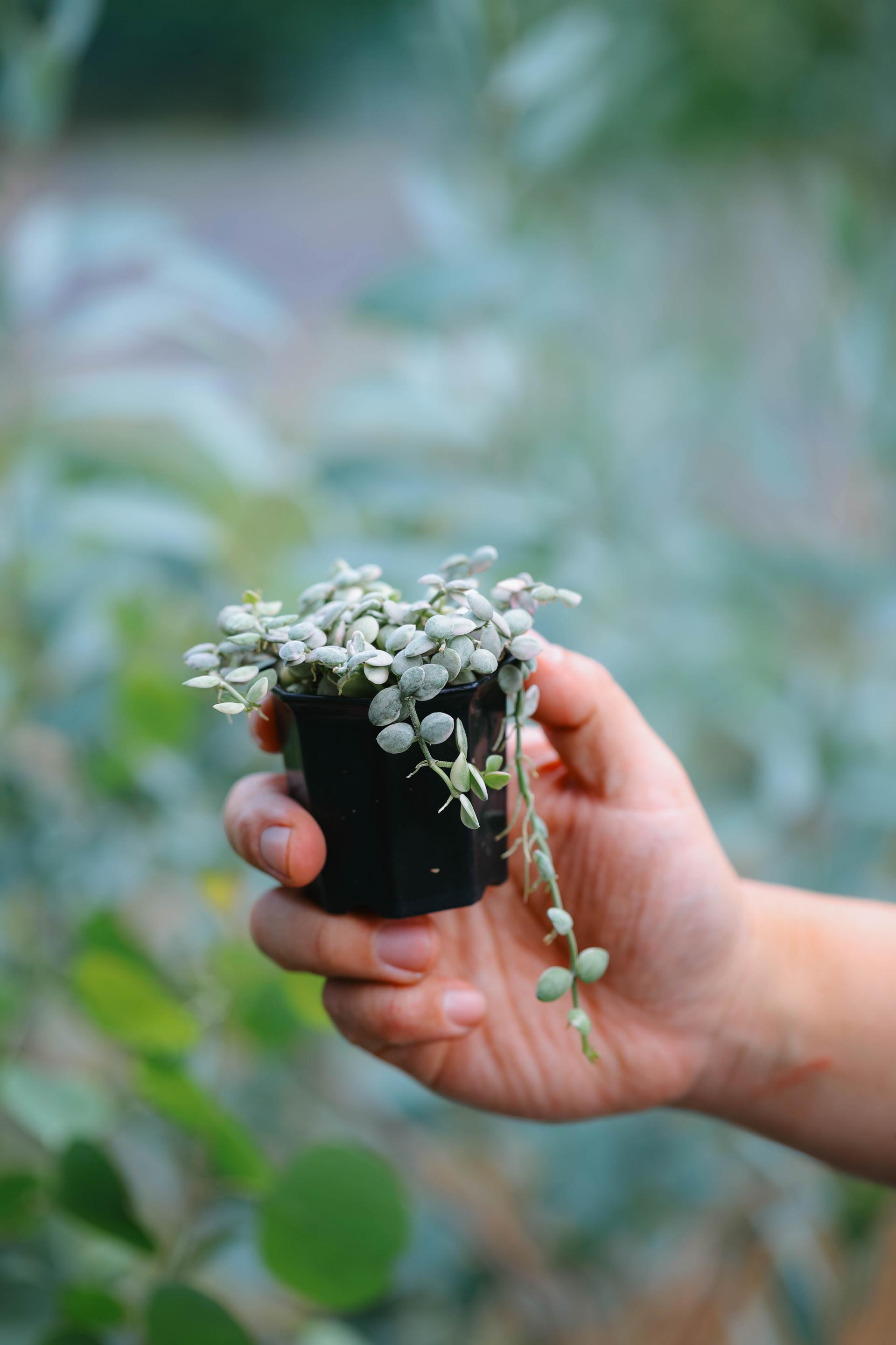 Dischidia nummularia variegated 디스키디아 눔물라리아 무늬종 (디시디아 버튼 무늬종)