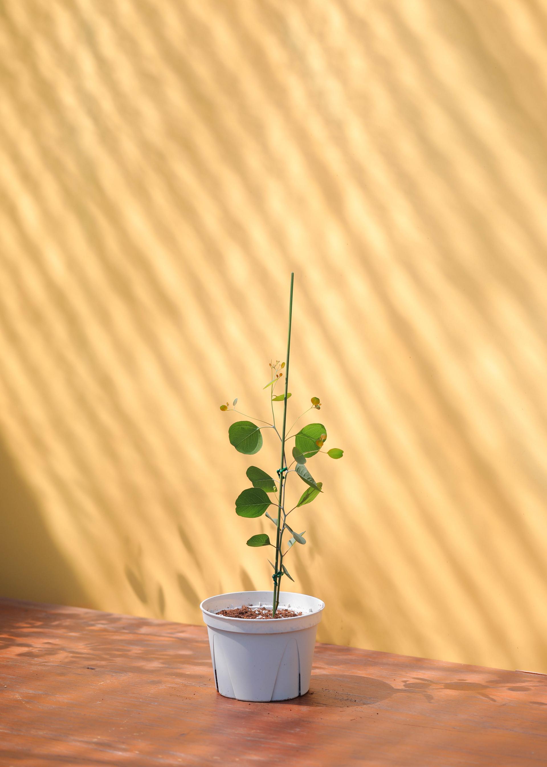Eucalyptus polyanthemos 유칼립투스 폴리안 준중품