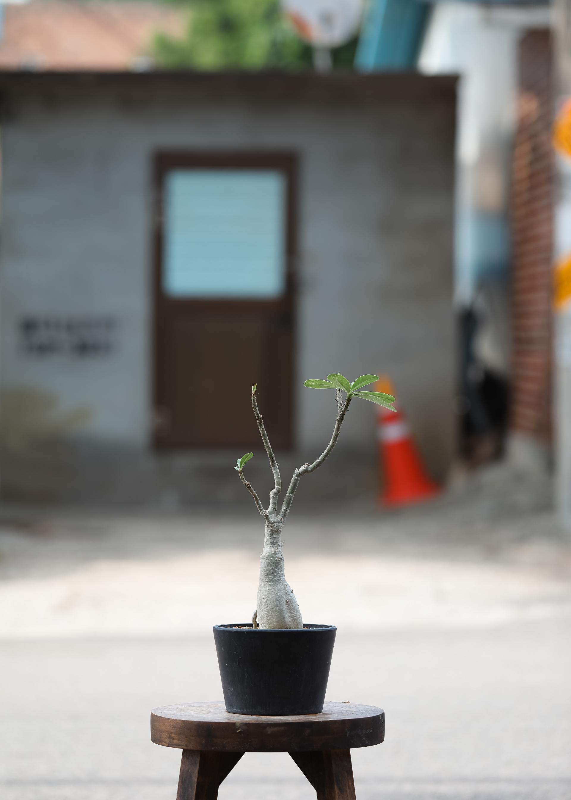 Adenium obesum white + Black simple pot 아데니움 오베섬 무늬종 + 블랙 심플팟