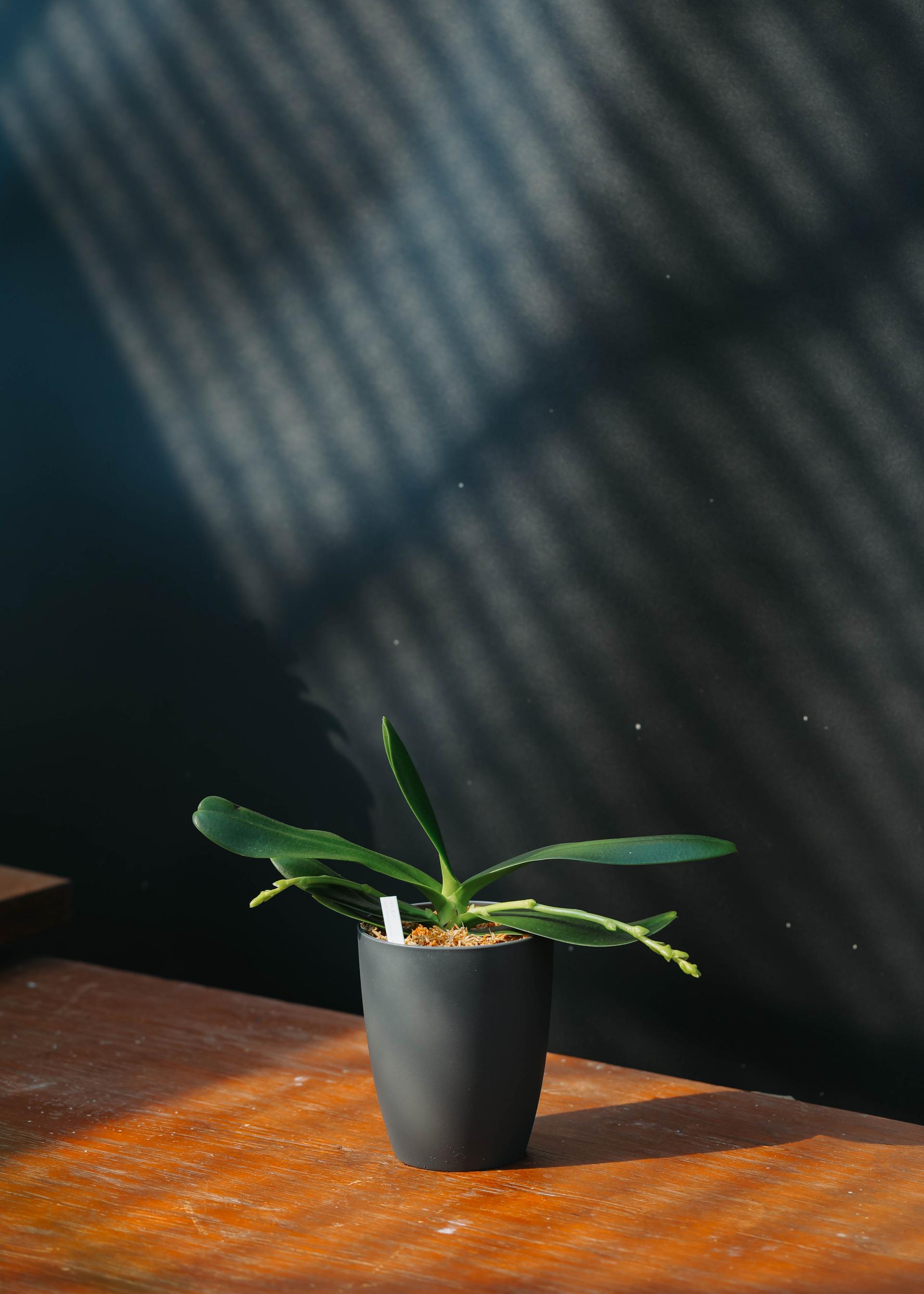 Sedirea japonica + Grey long pot 대엽 풍란 + 그레이 롱팟