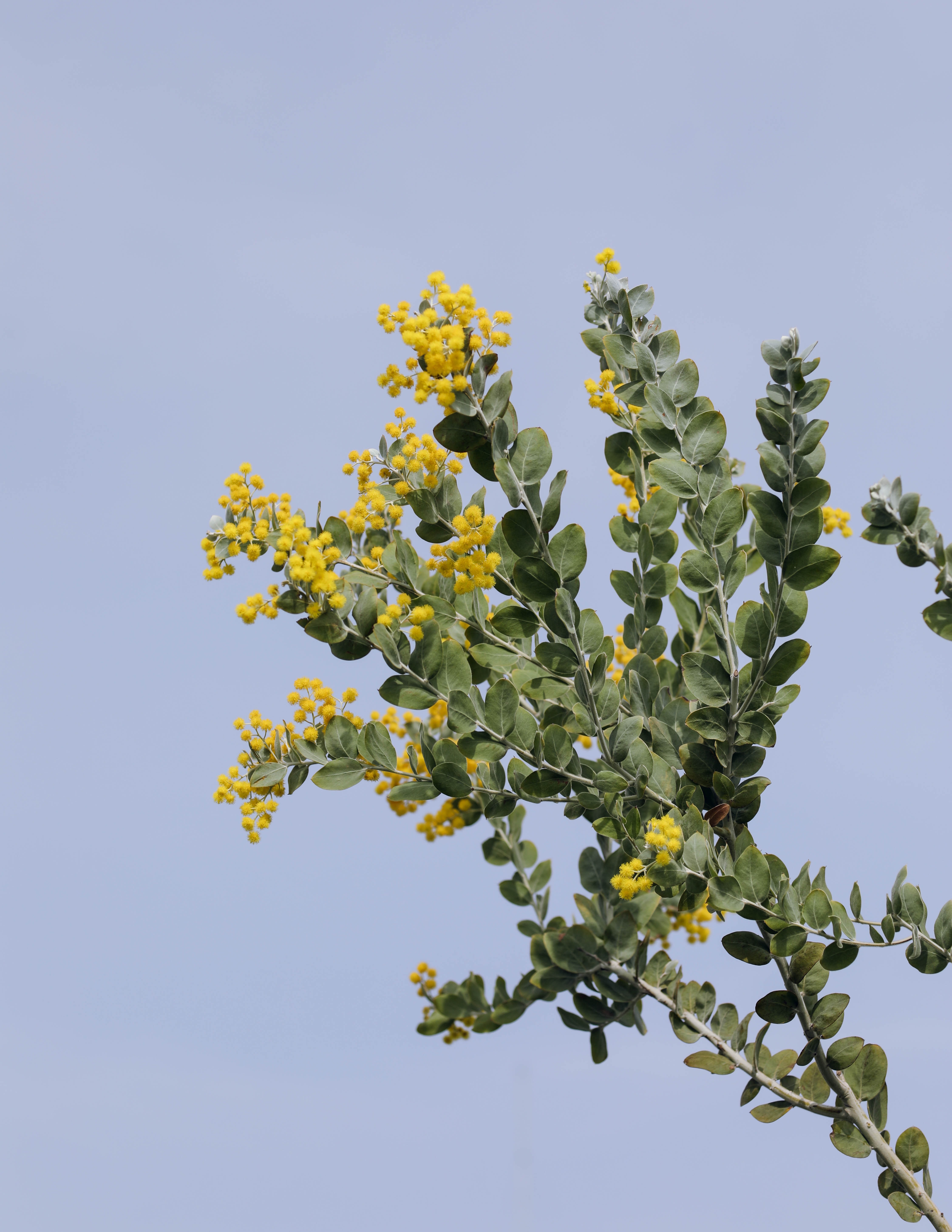 Acacia podalyriifolia 아카시아 포달리리폴리아 준중품