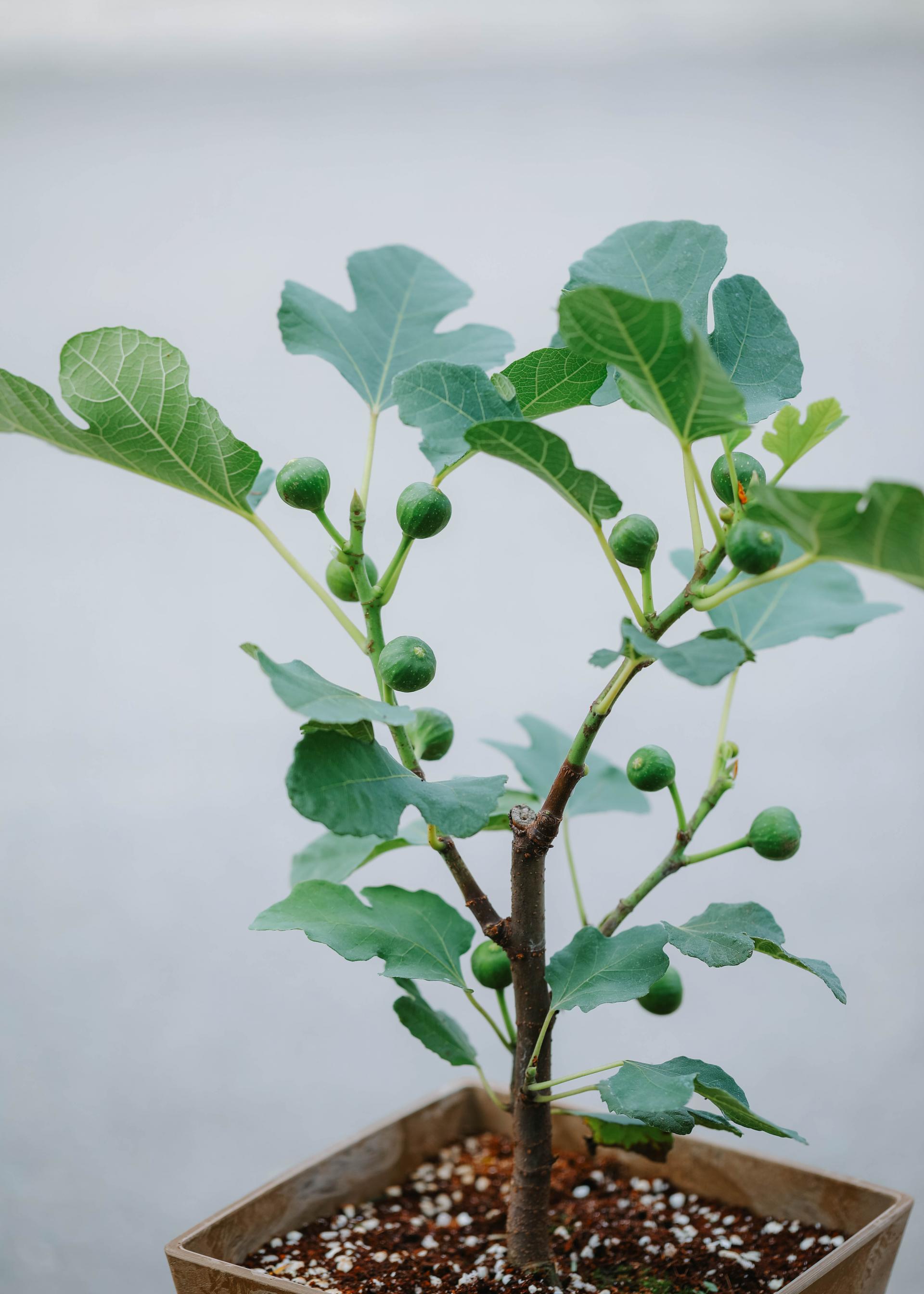 Ficus cariaca + Brown square pot 무화과 나무 + 브라운 스퀘어팟
